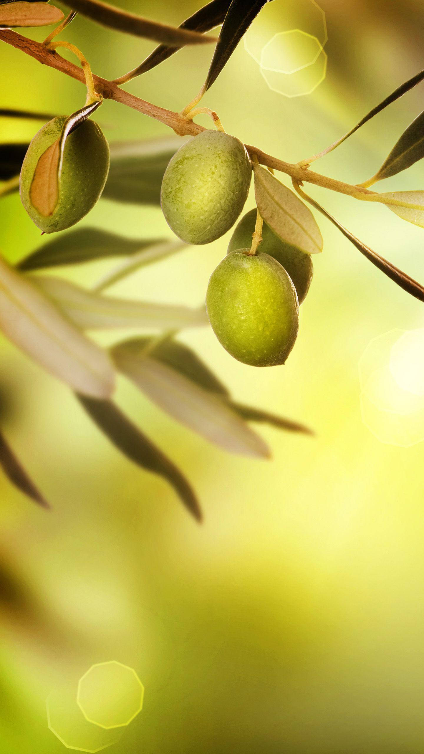 Fruit 桌布 壁紙 — 成熟的綠色橄欖掛在帶有細長葉子的樹枝上，背景是柔和的金色散景。