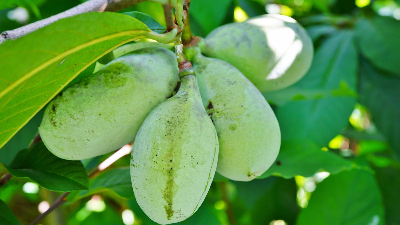 Fruit 桌布 壁紙 — 成熟的綠色泡泡果實成簇掛在樹枝上，周圍是茂密的樹葉，在明亮的陽光下。