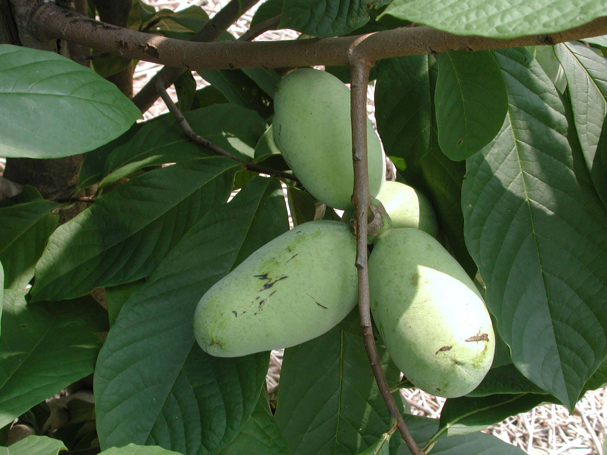 Fruit 桌布 壁紙 — 成熟的綠色泡泡果掛在樹枝上，周圍有大的光澤葉子，在明亮的陽光下。