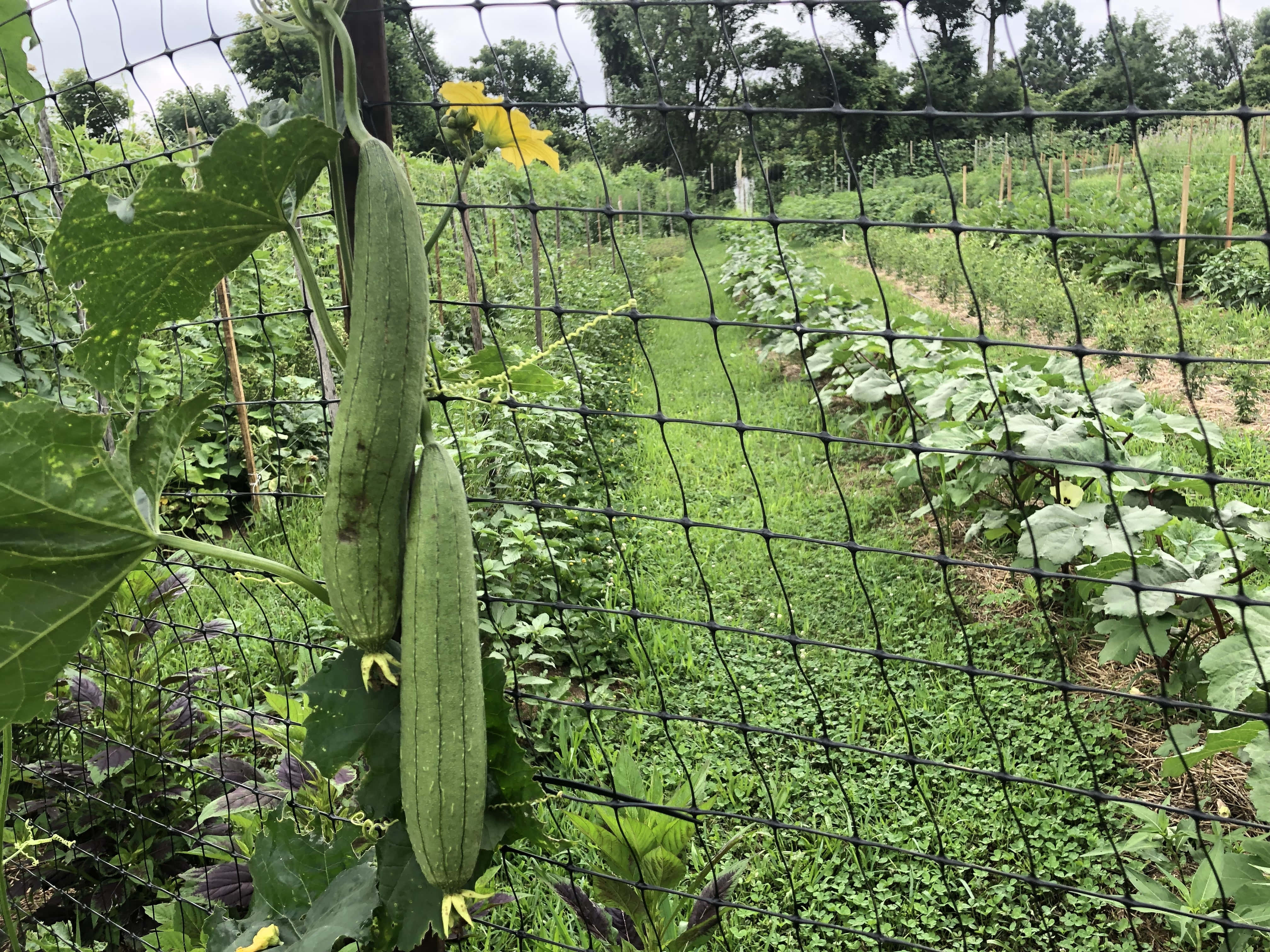 Garden 桌布 壁紙 — 成熟的綠色絲瓜掛在黑色網狀圍籬後的藤蔓上，在茂盛的夏日花園中。