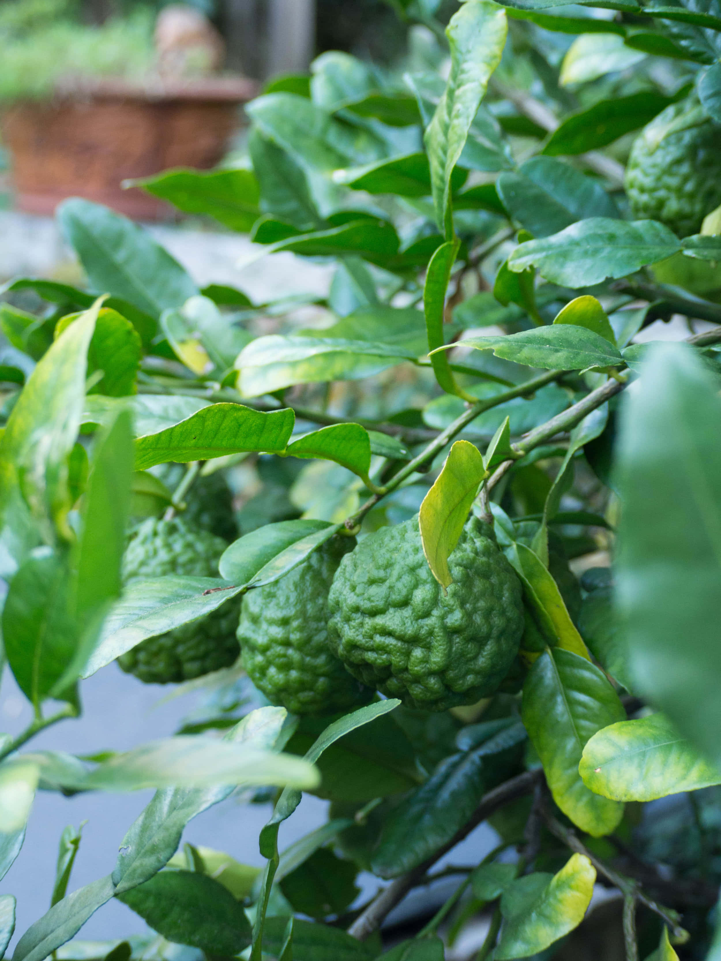 citrus 桌布 壁紙 — 成熟的綠色香櫞在陽光照射的樹枝上，沉甸甸地掛在光亮的葉子之間。