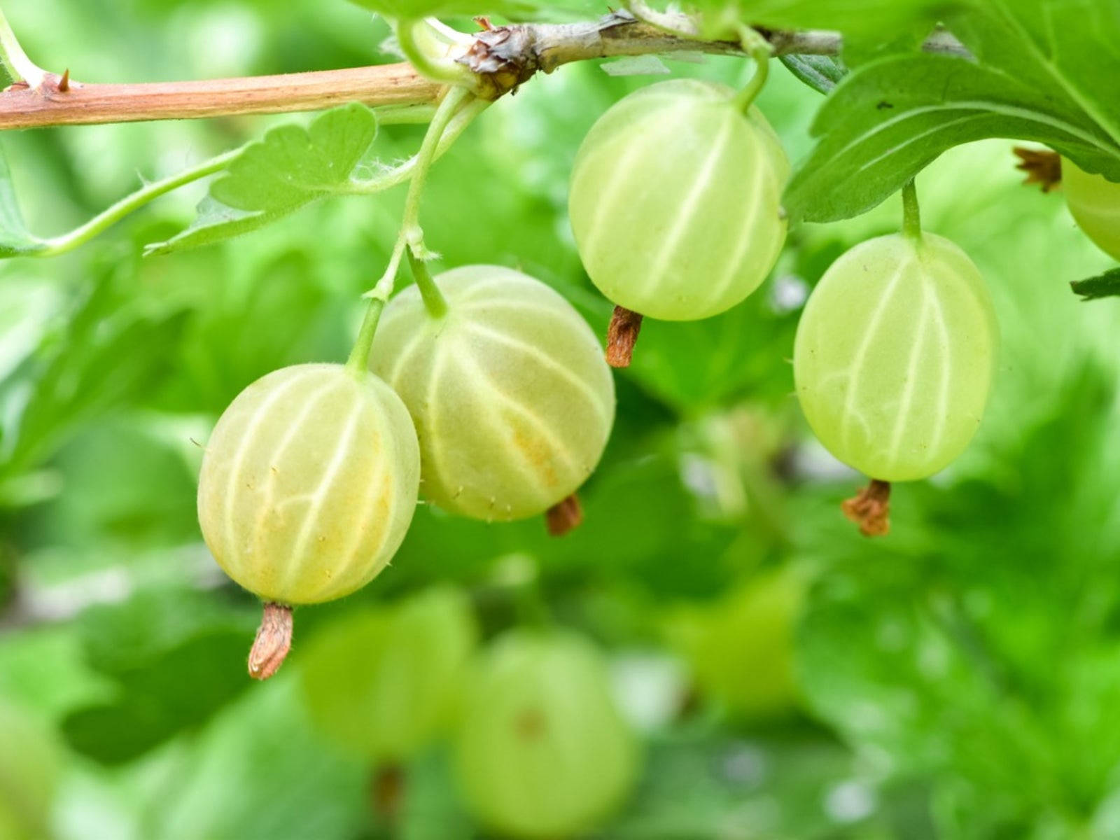 Fruits 桌布 壁紙 — 成熟的綠色鵝莓掛在樹枝上，周圍是茂密的葉子，在柔和自然光下。
