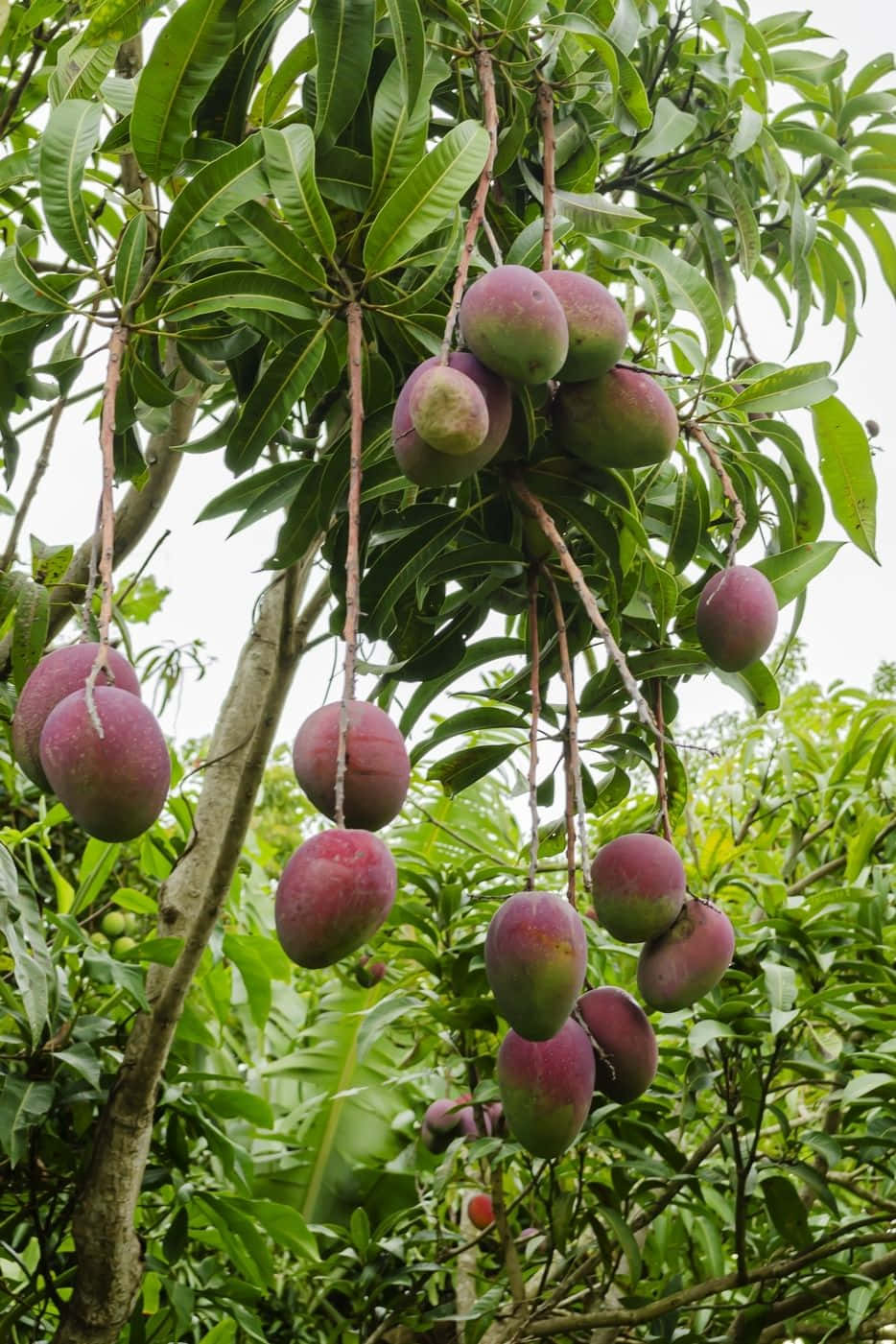 Blue Mango 桌布 壁紙 — 成熟的芒果沉甸甸地掛在茂密翠綠的樹枝上，樹枝在微風中輕輕搖曳。