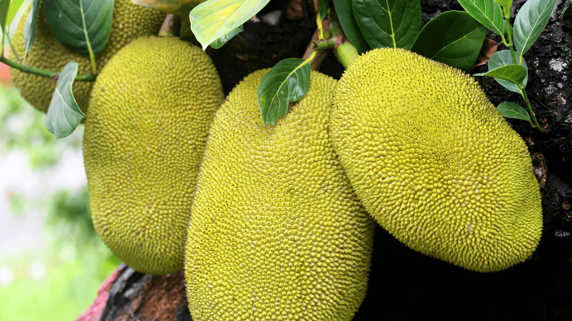 Fruits 桌布 壁紙 — 成熟的菠蘿蜜沉重地掛在樹上，樹葉翠綠茂盛，表皮帶有紋理的尖刺，在柔和日光下閃閃發光。