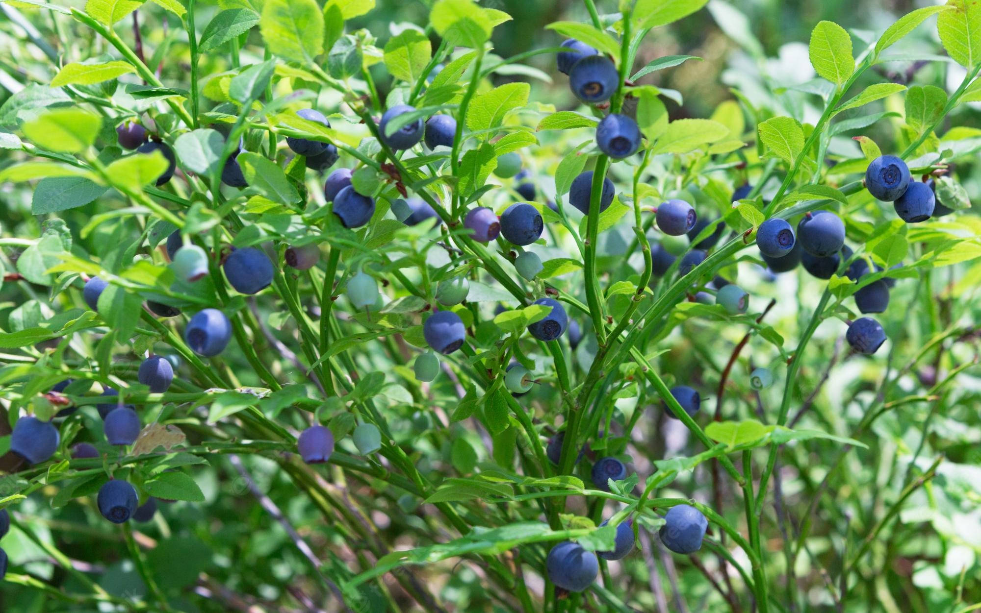 Fruit 桌布 壁紙 — 成熟的藍莓在明亮的陽光下簇擁在充滿活力的綠色灌木叢上。