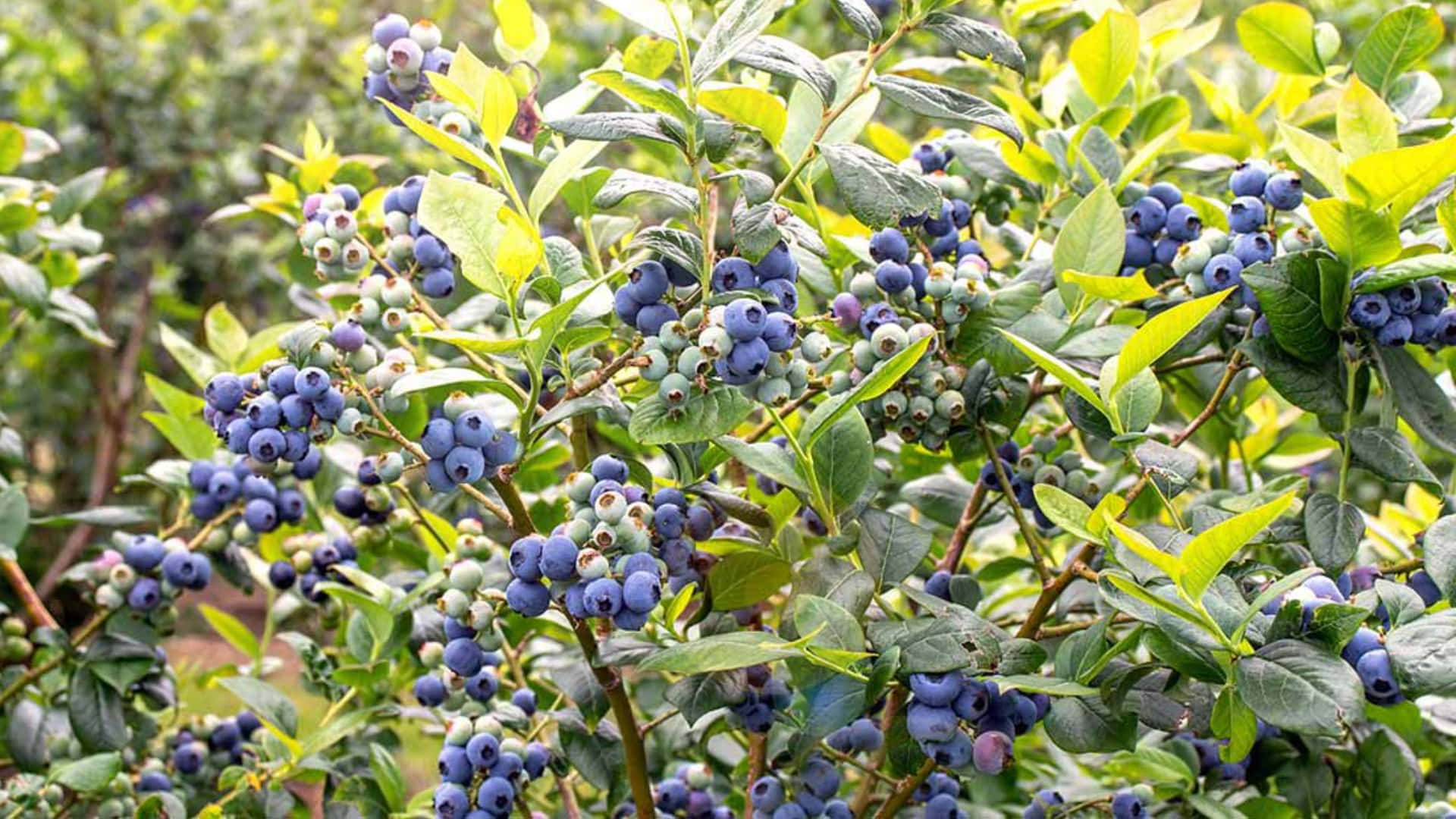 Blueberry 桌布 壁紙 — 成熟的藍莓簇擁在茂密的綠色灌木上，在明亮的陽光下，葉片上閃爍著露珠。