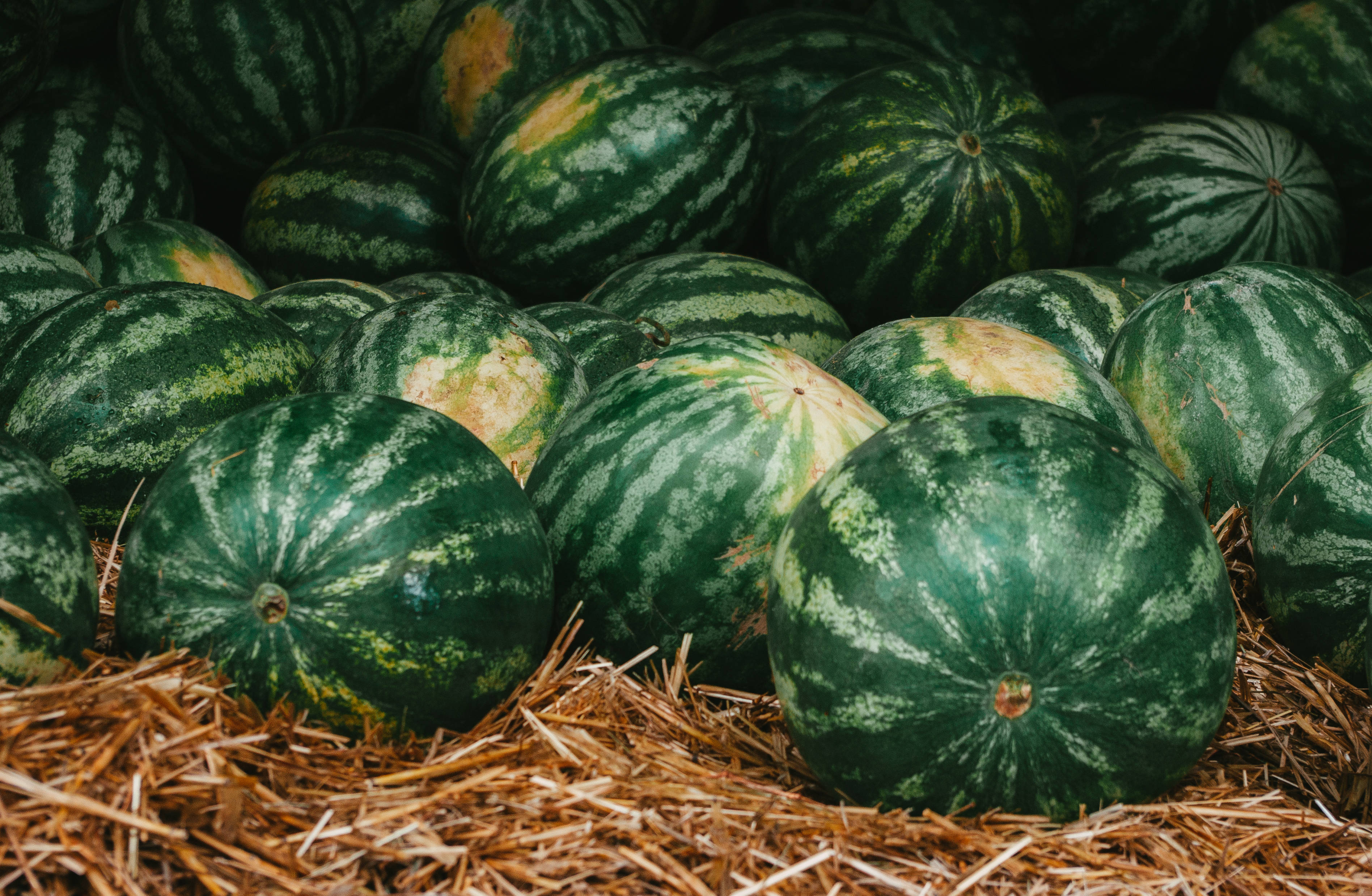 Watermelon 桌布 壁紙 — 成熟的西瓜帶有深綠色條紋的瓜皮，放在金色稻草上，呈現豐收的景象。