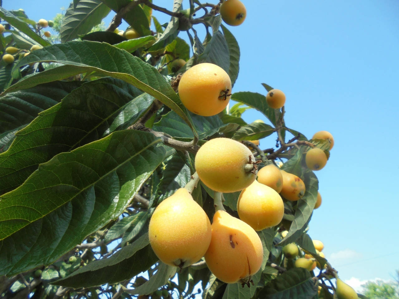 Fruits 桌布 壁紙 — 成熟的金色枇杷沉甸甸地掛在樹上，襯著寬大的綠葉和清澈的藍天。