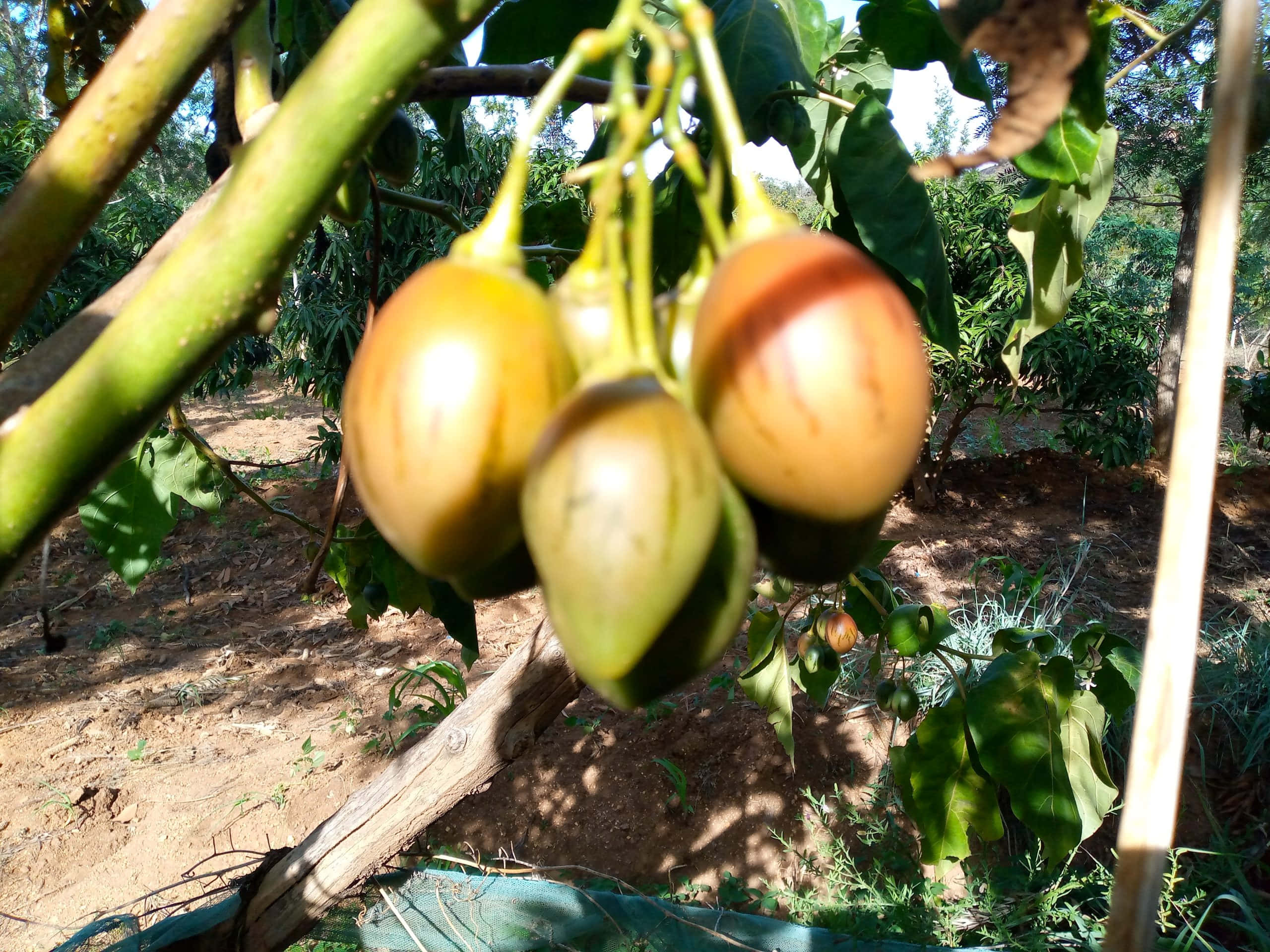 tomato 桌布 壁紙 — 成熟的金色茄子掛在茂密的藤蔓上，在陽光明媚的花園中，乾燥的土地上投下斑駁的陰影。