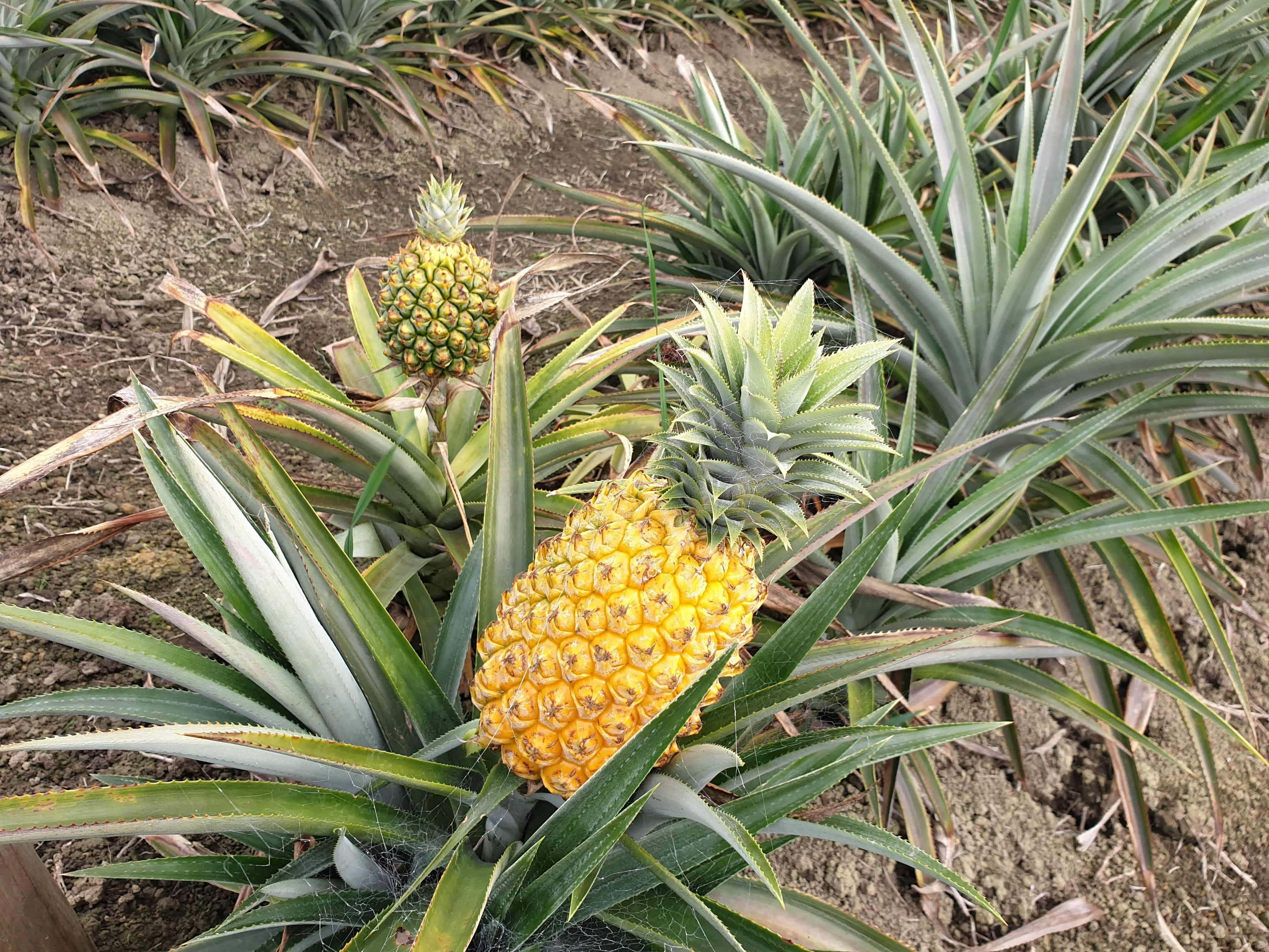 Pineapple 桌布 壁紙 — 成熟的金色鳳梨在陽光明媚的熱帶種植園中，生長在多刺的綠葉之間。
