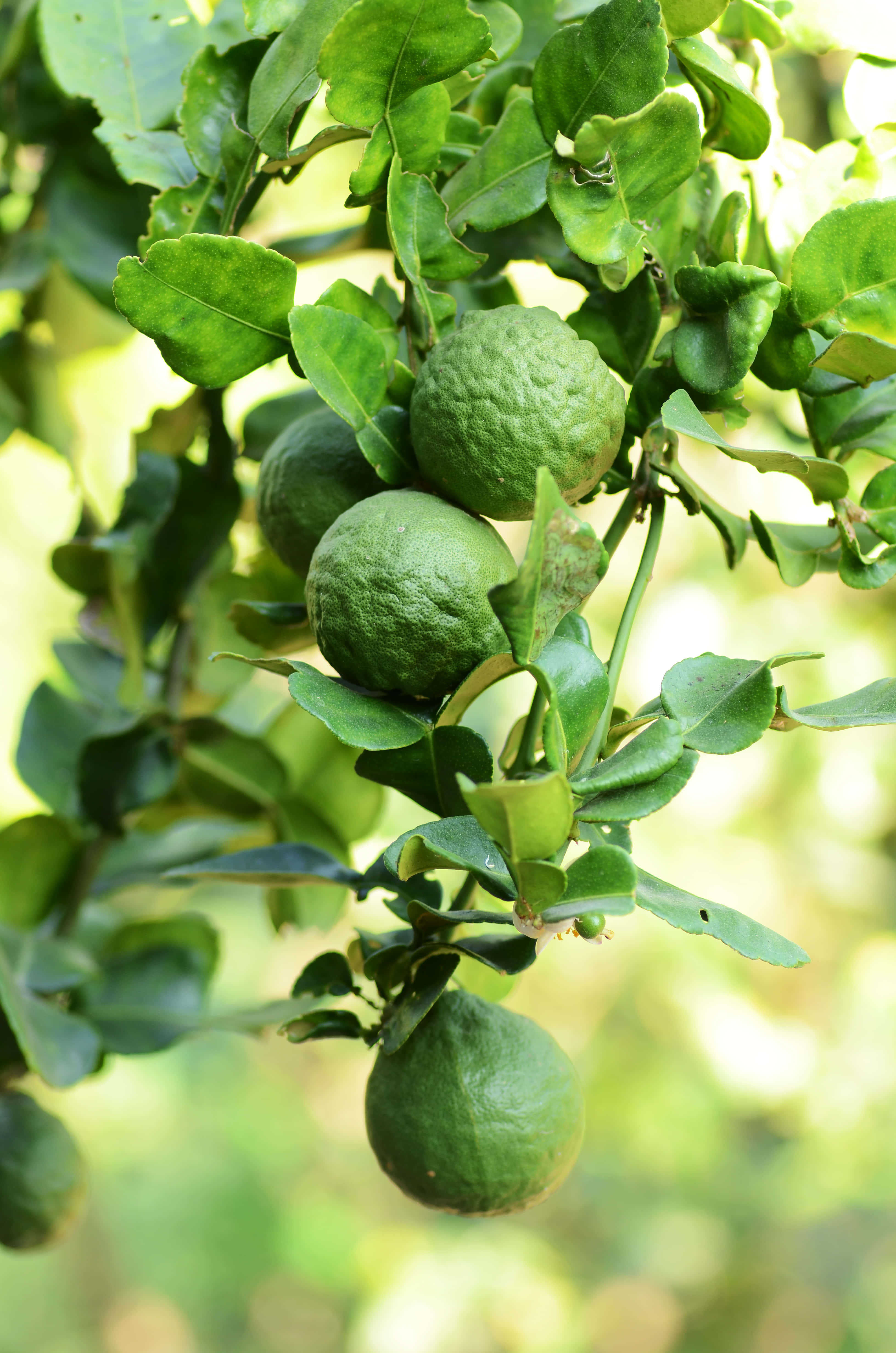 Fruit 桌布 壁紙 — 成熟的青檸密密掛在陽光照射的柑橘樹枝上，葉子油亮。