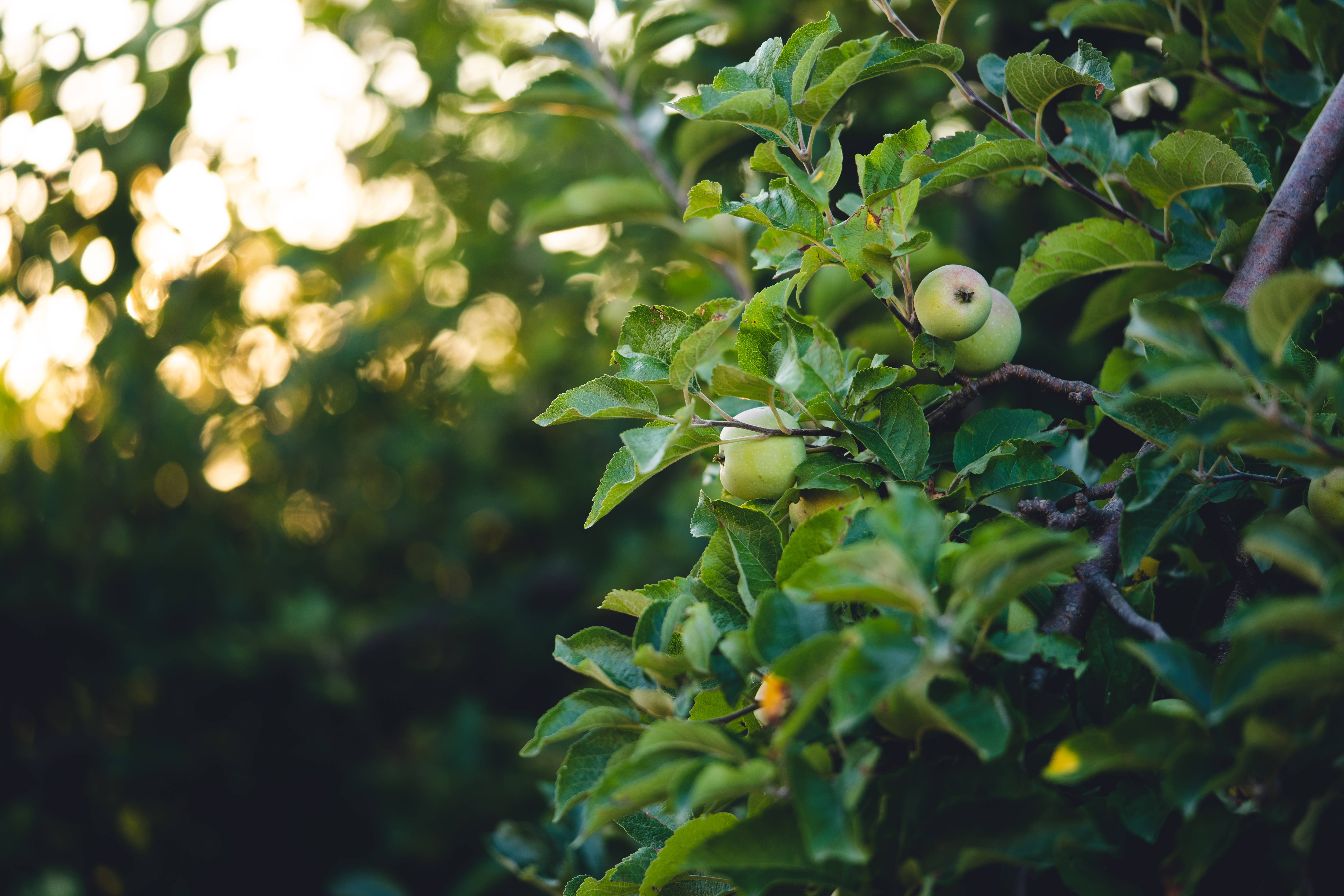 Fruits 桌布 壁紙 — 成熟的青蘋果掛在陽光照耀的樹枝上，周圍是茂密的樹葉，背景是柔和的金色散景。