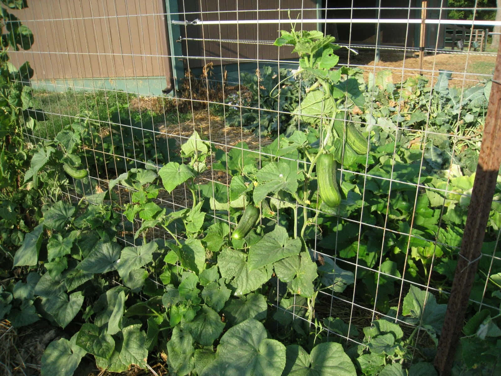 Garden 桌布 壁紙 — 成熟的黃瓜掛在茂密的綠色藤蔓上，藤蔓攀爬著陽光普照後院花園的鐵絲網圍欄。