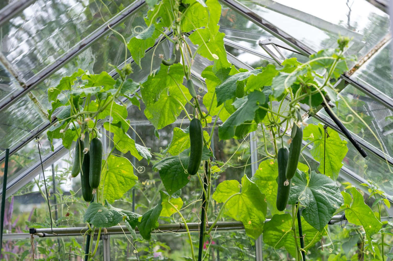 cucumber 桌布 壁紙 — 成熟的黃瓜掛在茂盛的綠色藤蔓上，位於一個帶有金屬框架的透明溫室內。