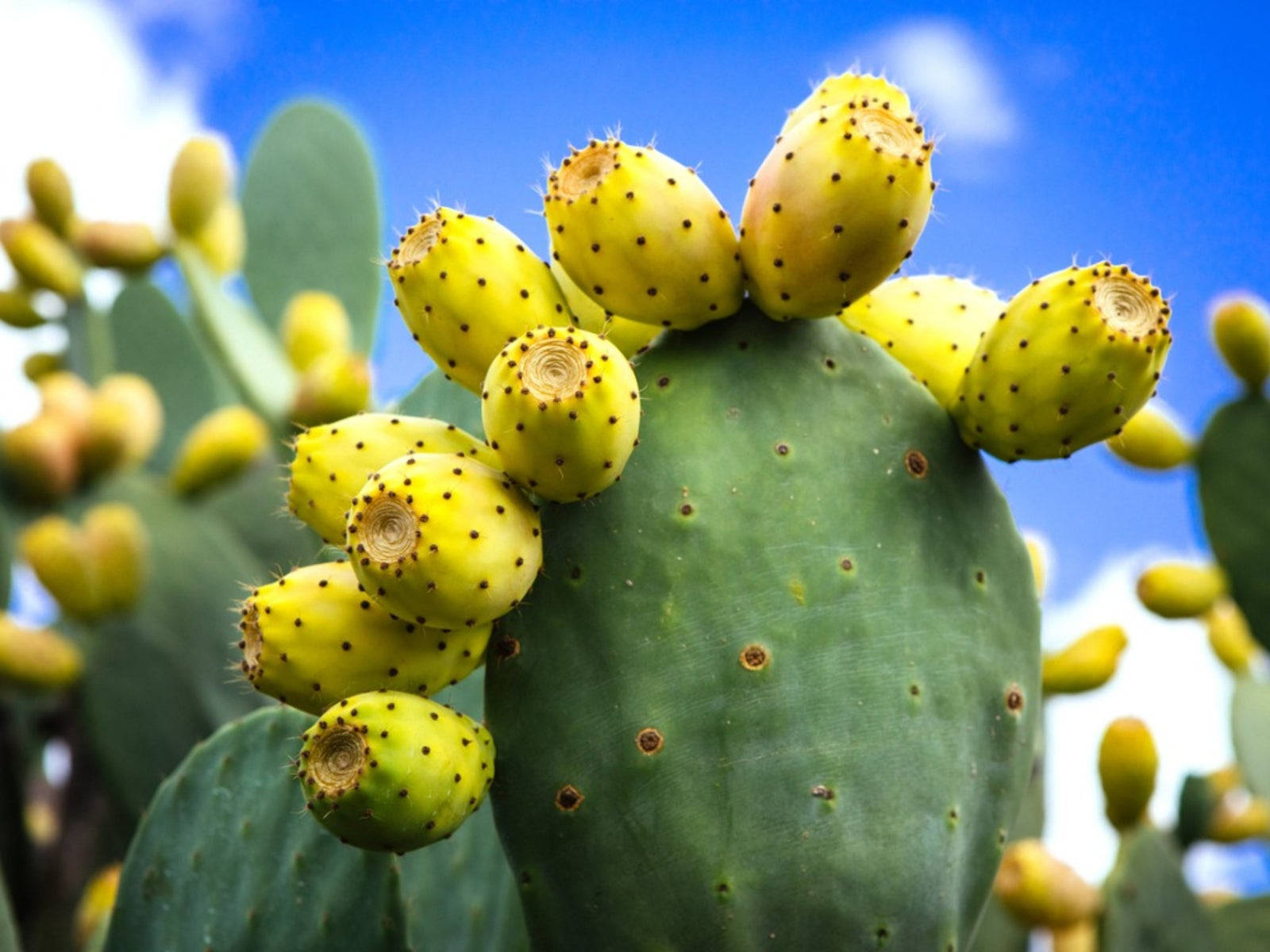 Cactus 桌布 壁紙 — 成熟的黃色仙人掌果實簇生在綠色仙人掌墊上，背景是明亮的藍天和蓬鬆的白雲。