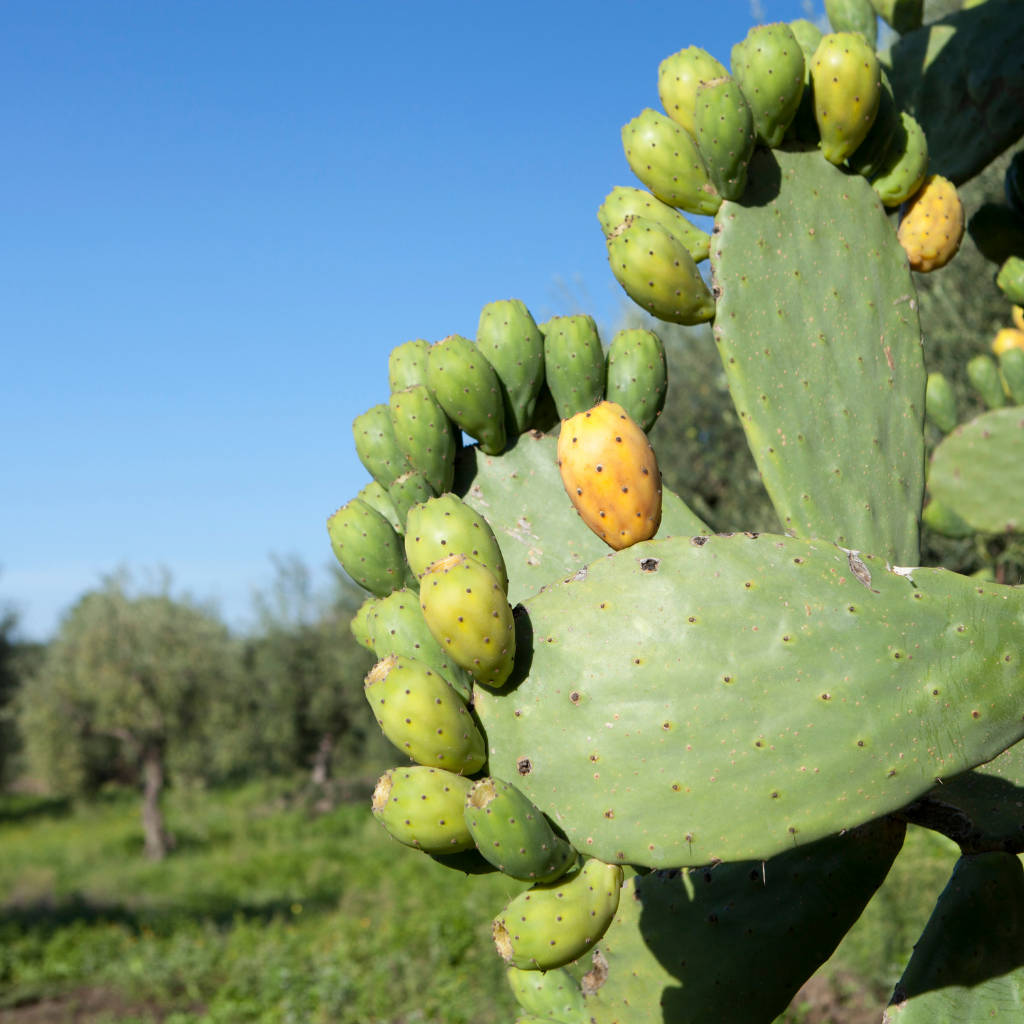 Cactus 桌布 壁紙 — 成熟的黃色和綠色仙人掌果簇生在寬闊的綠色仙人掌墊上，背景是清澈的藍天。