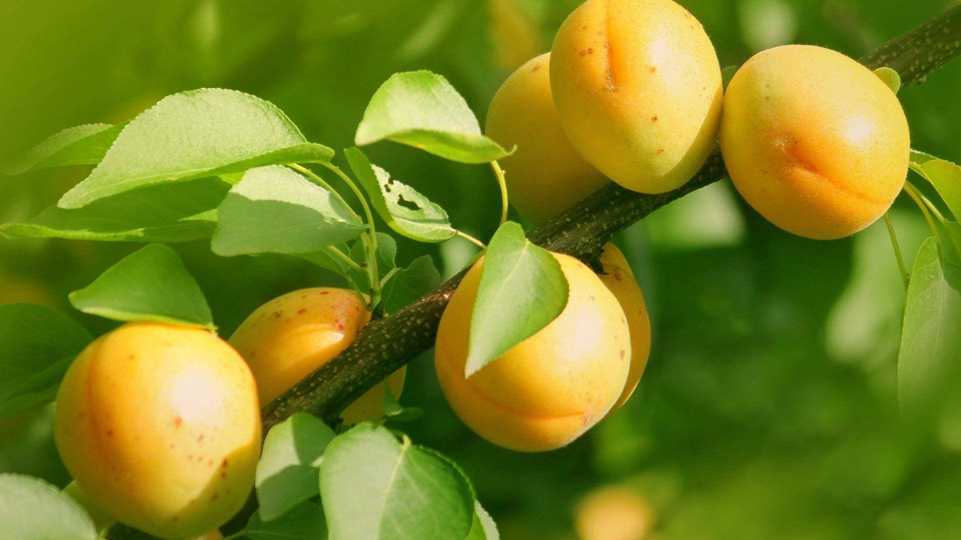 Fruits 桌布 壁紙 — 成熟的黃色杏子成簇掛在陽光照射的樹枝上，周圍環繞著茂密的綠葉。