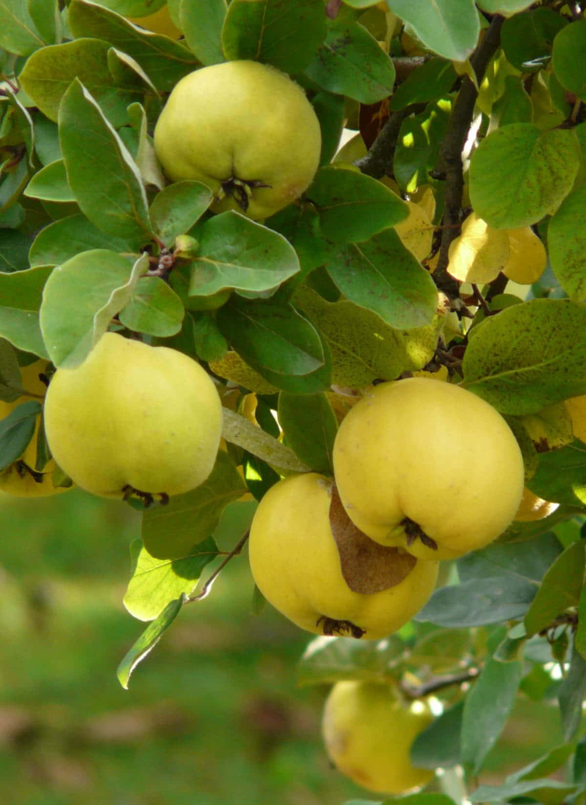 Quince 桌布 壁紙 — 成熟的黃色榲桲沉重地掛在沐浴在柔和陽光下的樹枝上。