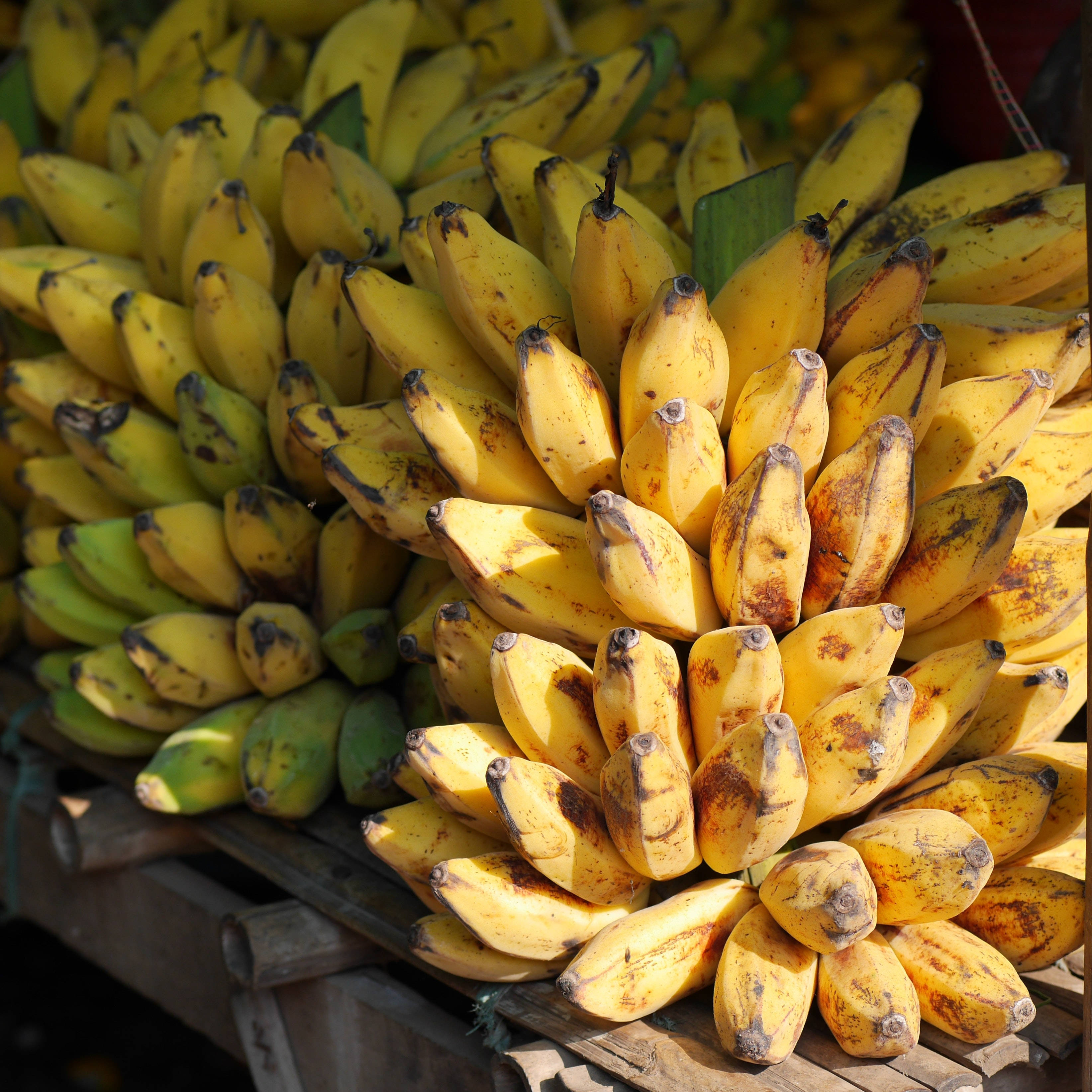 Plantain 桌布 壁紙 — 成熟的黃色香蕉帶有棕色斑點，在明亮的陽光下高高堆放在木架上。
