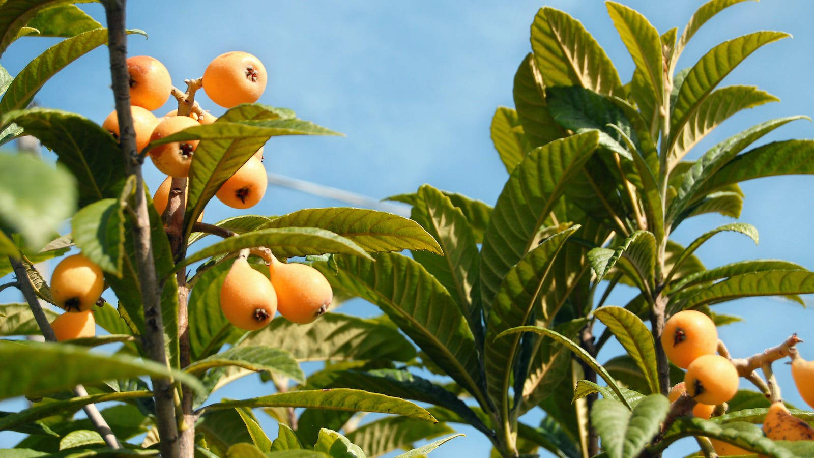 Fruits 桌布 壁紙 — 成熟的黃金枇杷掛在枝葉茂盛的樹枝上，襯托著晴朗的藍天，陽光明媚。