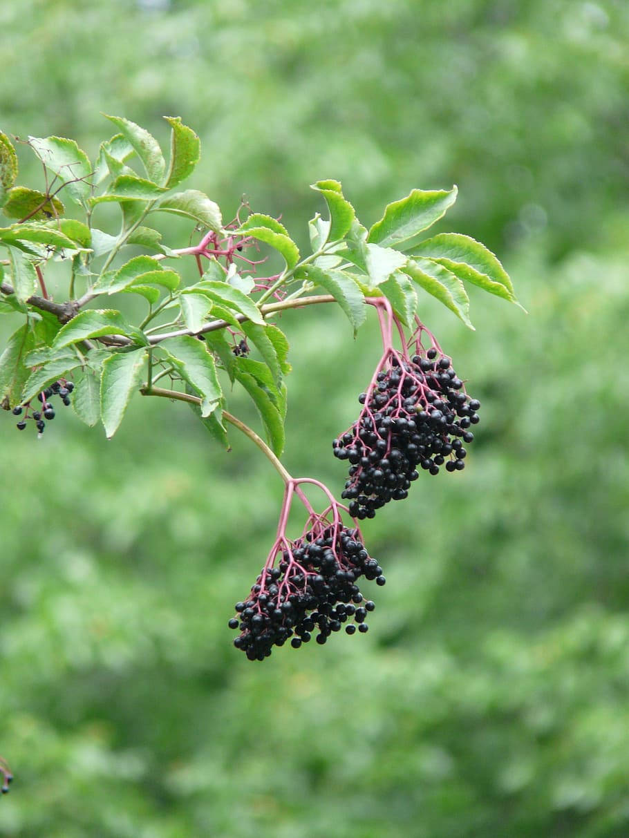 Fruits 桌布 壁紙 — 成熟的黑接骨木果實簇掛在樹枝上，樹枝上有鮮綠色的葉子，背景是柔和模糊的森林。