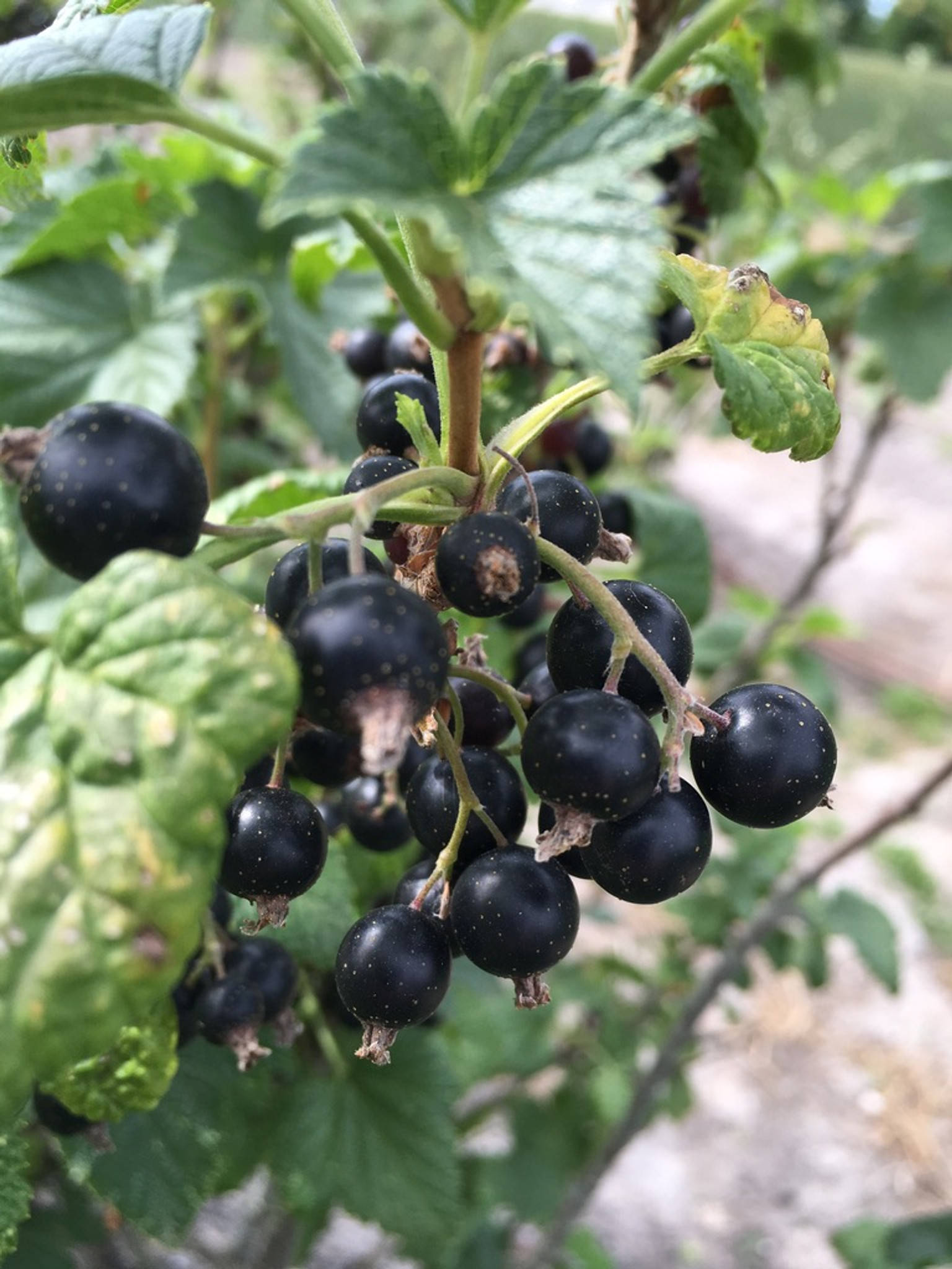 Fruit 桌布 壁紙 — 成熟的黑色加侖子在自然日光下於長滿葉子的樹枝上閃閃發光，背景是柔和的綠色葉子。