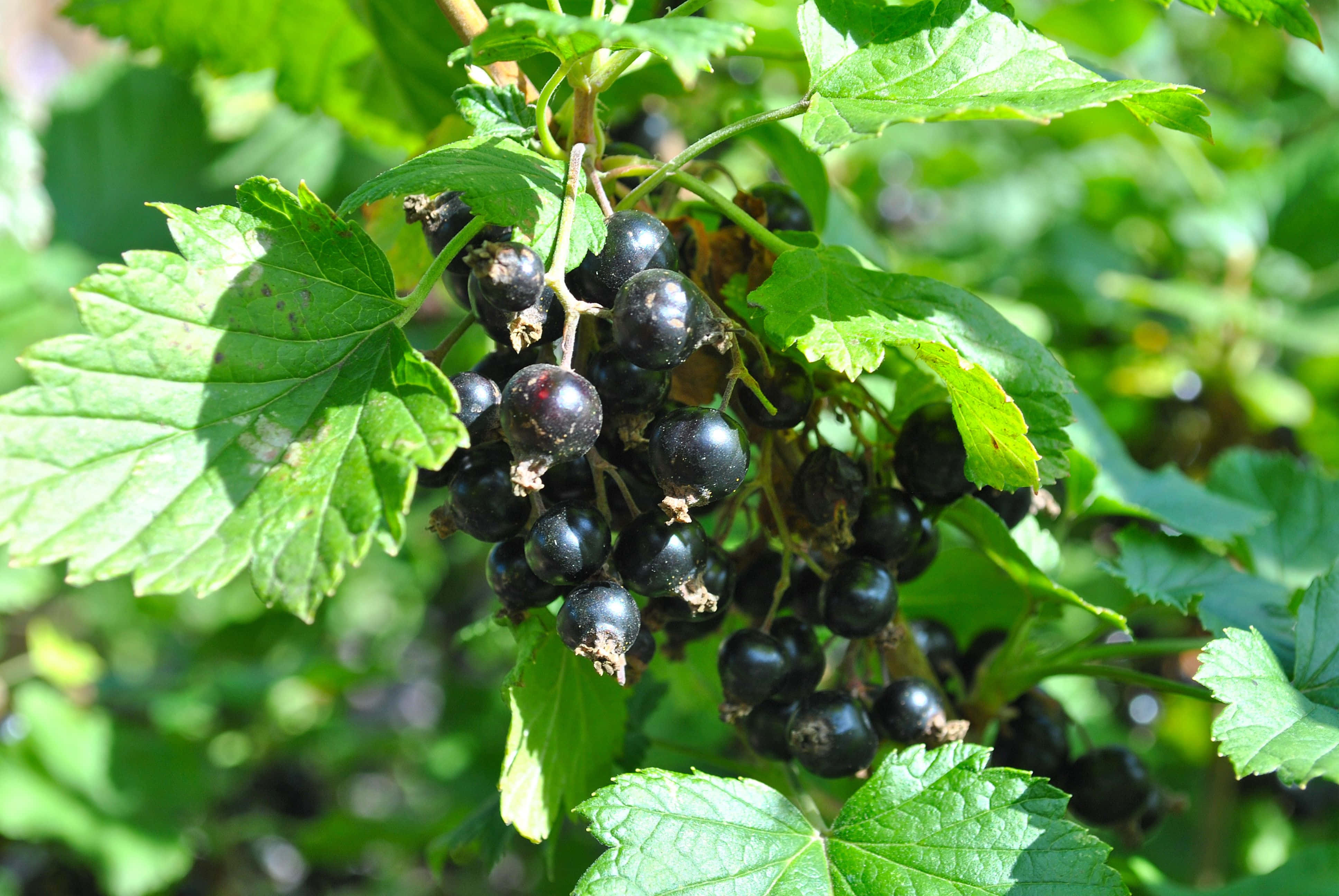 Black Currant 桌布 壁紙 — 成熟的黑色加侖子在陽光照射下閃閃發光，簇擁在充滿活力的綠葉之間，呈現自然的景深效果。