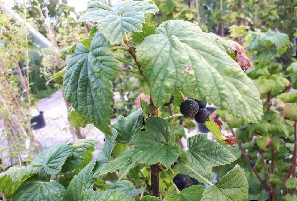 Black Currant 桌布 壁紙 — 成熟的黑色加侖子懸掛在茂盛花園中鮮綠色的葉子之間，沐浴在柔和的白日光線下。