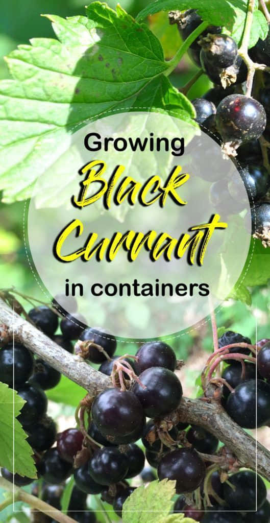 Black Currant 桌布 壁紙 — 成熟的黑色加侖子成串掛在樹枝上，伴隨著鮮綠的葉子，在明亮的陽光下。