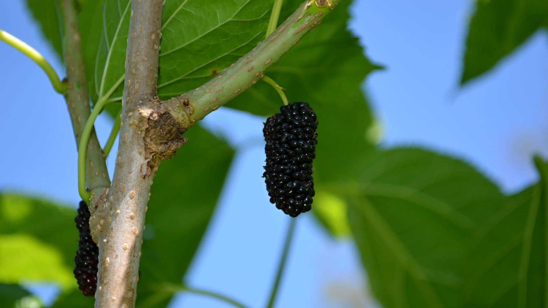 Fruits 桌布 壁紙 — 成熟的黑色桑葚掛在樹枝上，背景是清澈的藍天和茂密的綠葉。