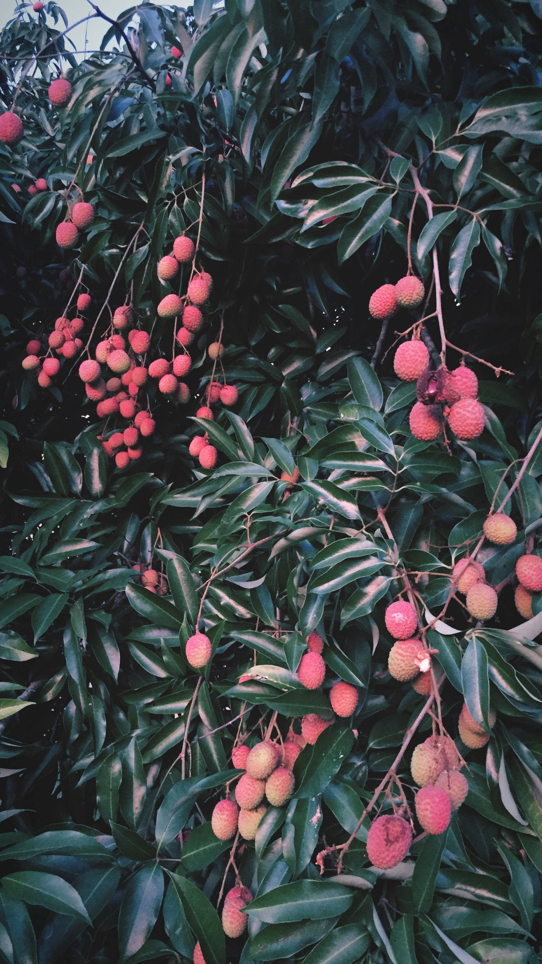 Fruit 桌布 壁紙 — 成熟粉紅色荔枝串在茂密熱帶樹木的光澤綠葉間沉重垂下。