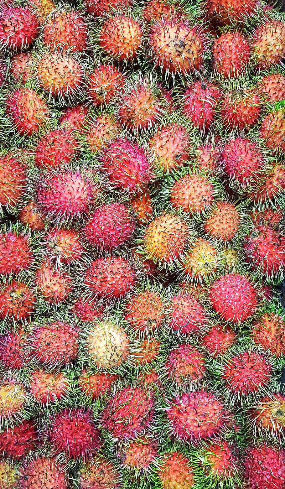 Healthy Food 桌布 壁紙 — 成熟紅毛丹的鮮明特寫，帶刺的紅色外殼和綠色莖部緊密堆疊。