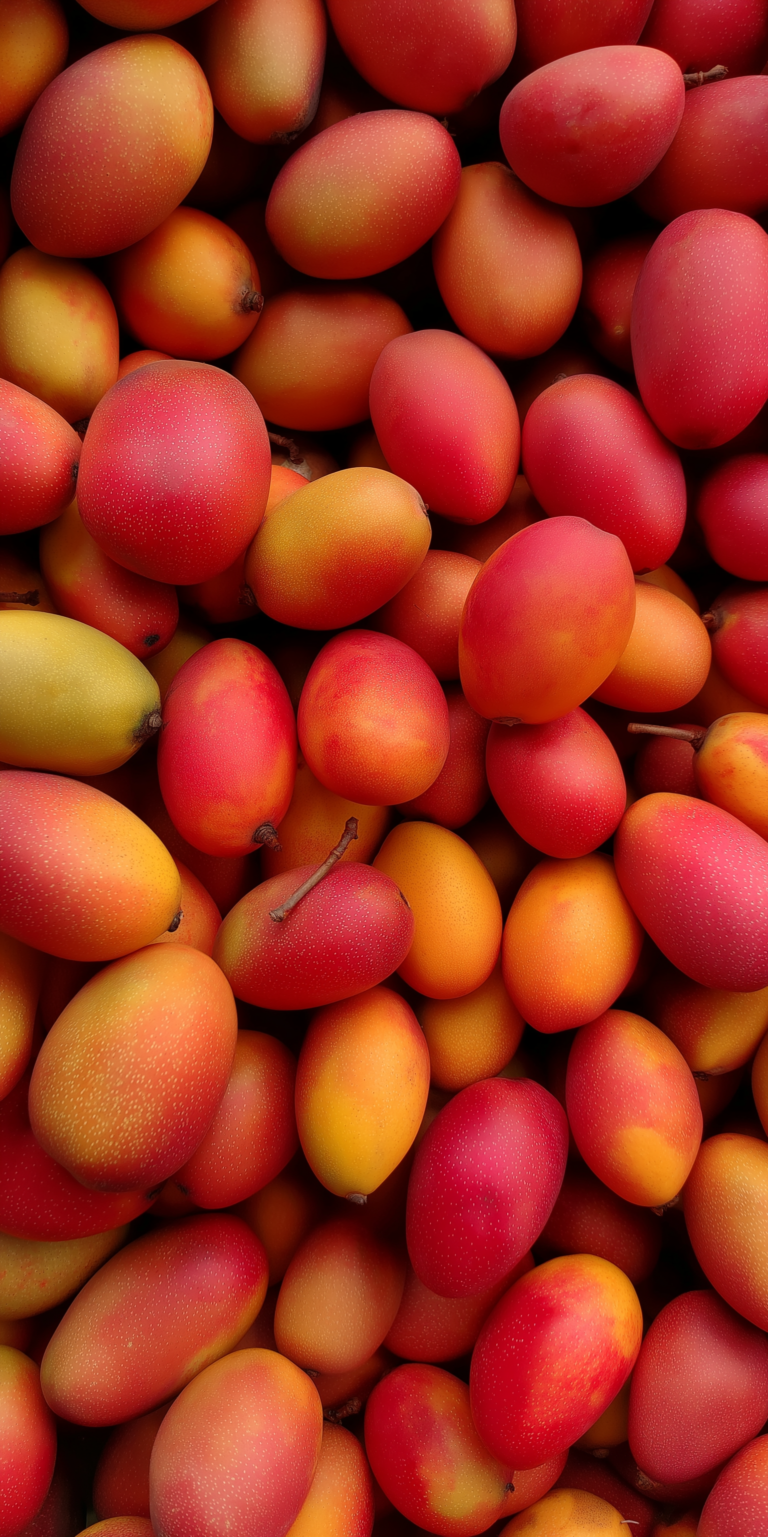 Fruit 桌布 壁紙 — 成熟芒果堆疊在一起的鮮豔特寫，展現豐富的紅橙色和黃色色調，表皮光滑有質感。