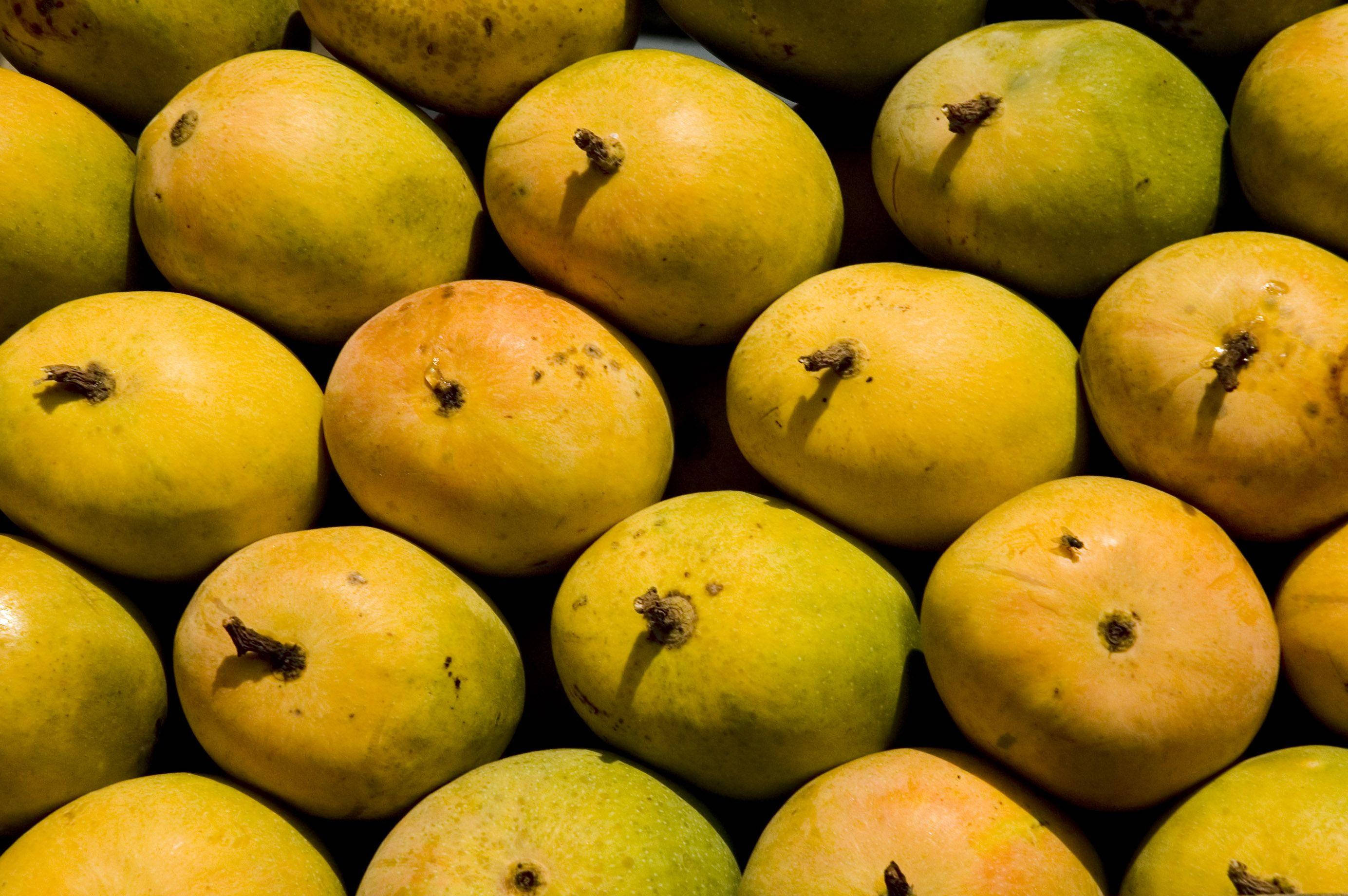 Mango 桌布 壁紙 — 成熟芒果的特寫，黃色和綠色的果皮堆疊在一起，顯示出自然的紋理和莖痕。