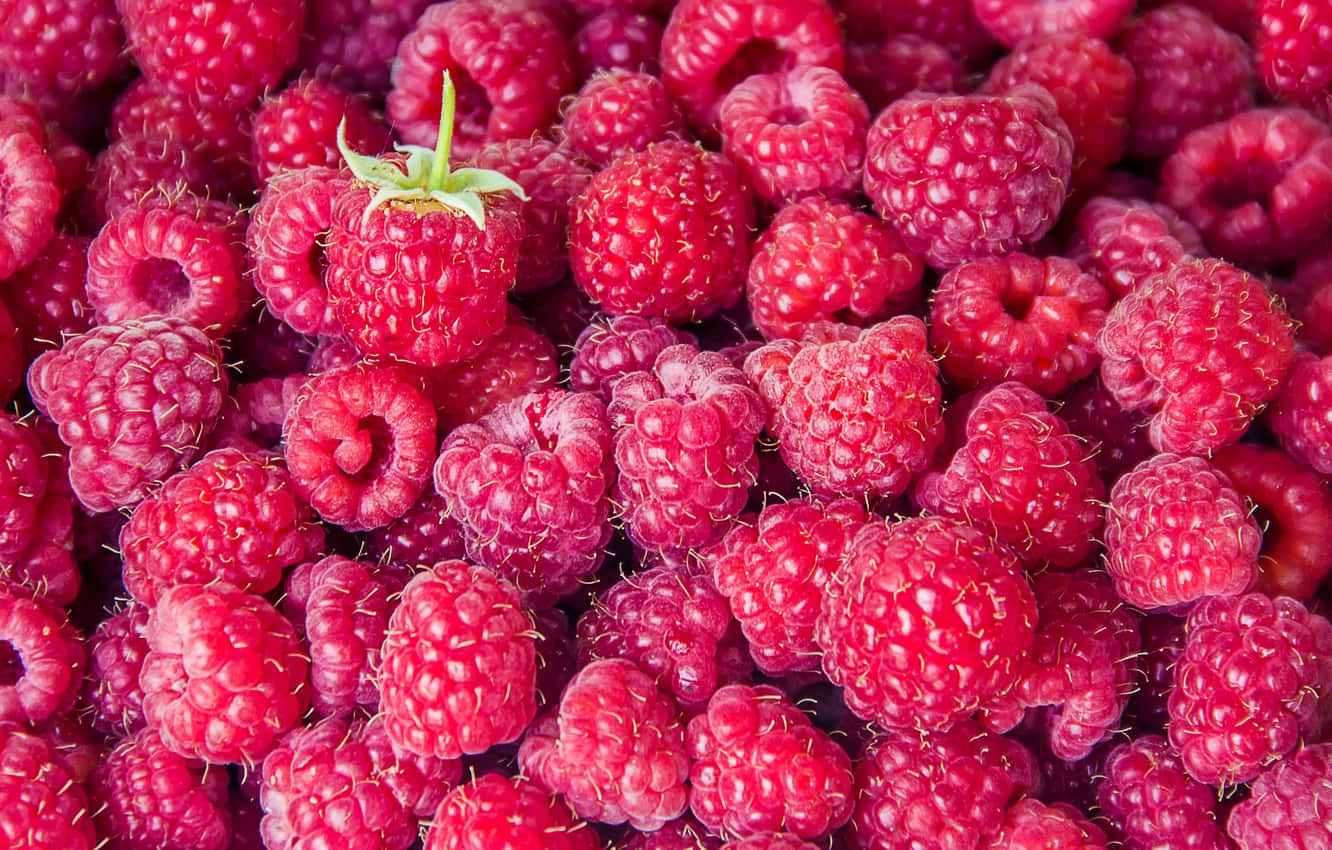 Raspberry 桌布 壁紙 — 成熟飽滿覆盆子的鮮明特寫，其中一顆仍保留綠色莖部。