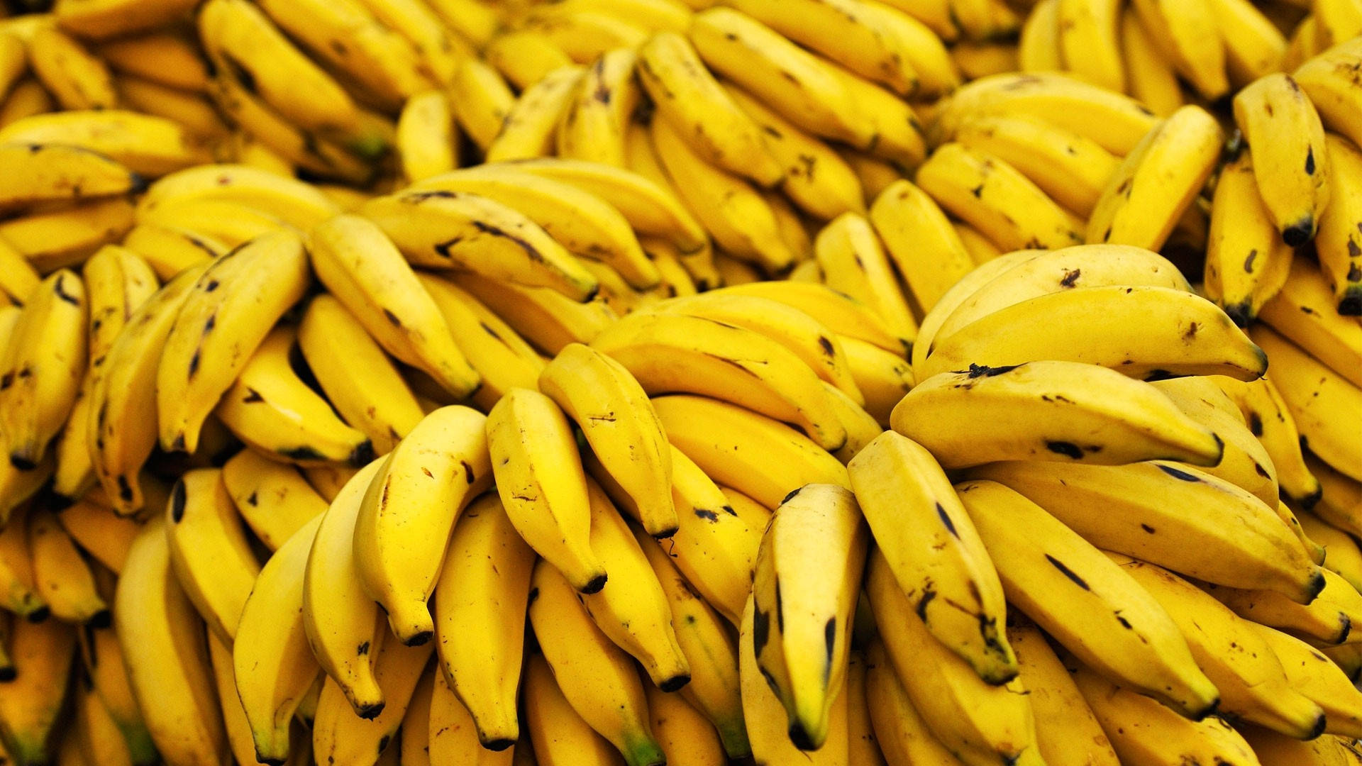 Plantain 桌布 壁紙 — 成熟黃色香蕉帶有棕色斑點，堆疊成密集彎曲簇狀的鮮明特寫。