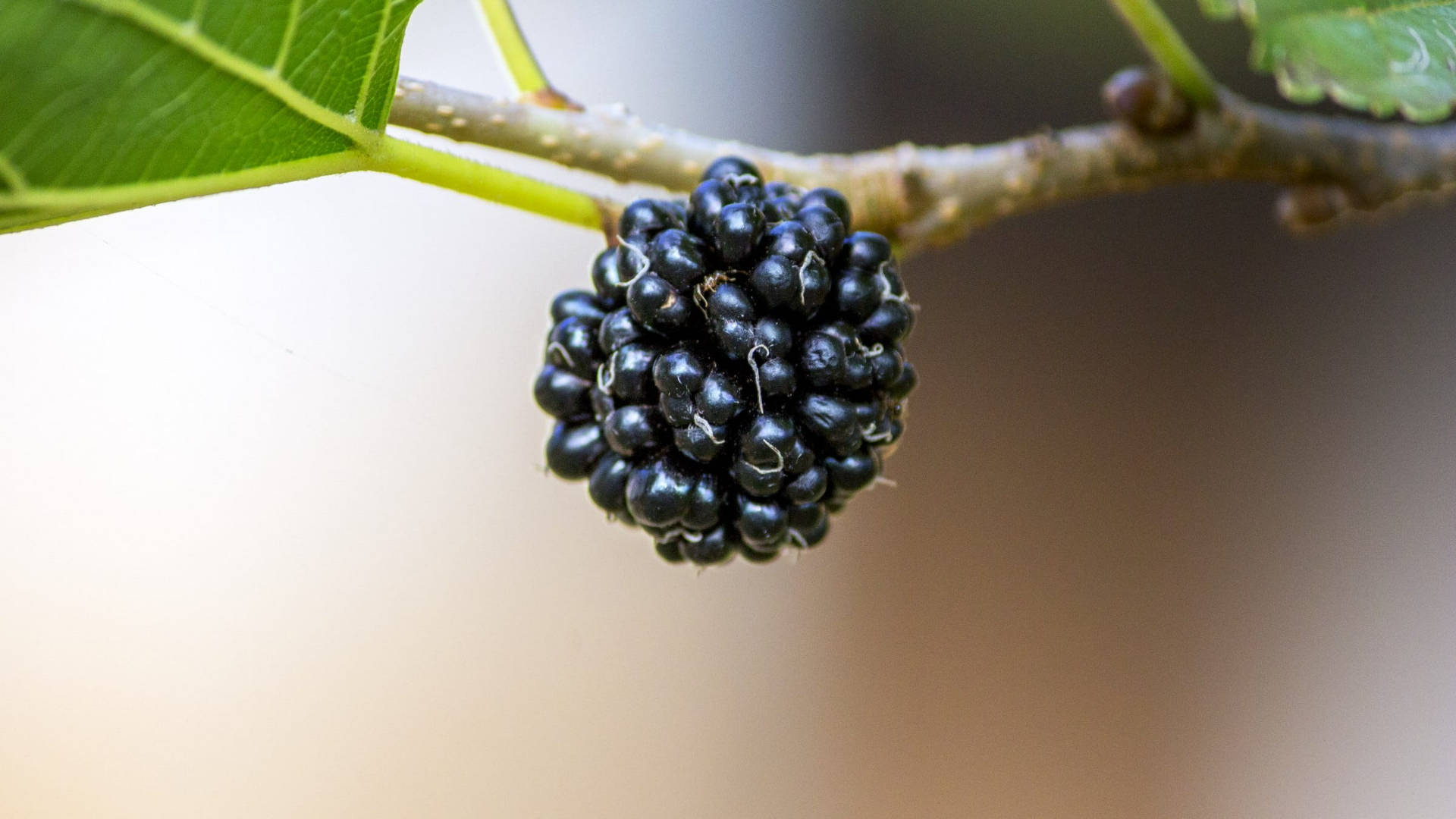 Fruits 桌布 壁紙 — 成熟黑色桑葚掛在帶有綠葉的樹枝上，背景柔和模糊的特寫。