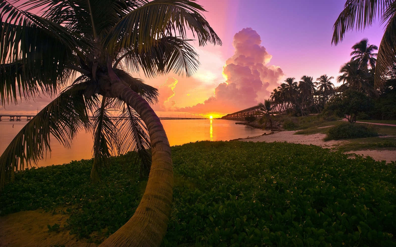 Pink Beach Sunset 桌布 壁紙 — 戲劇性的熱帶日落，熾熱的橙色太陽沉入橋後，以棕櫚樹的剪影和茂密的綠葉為框。