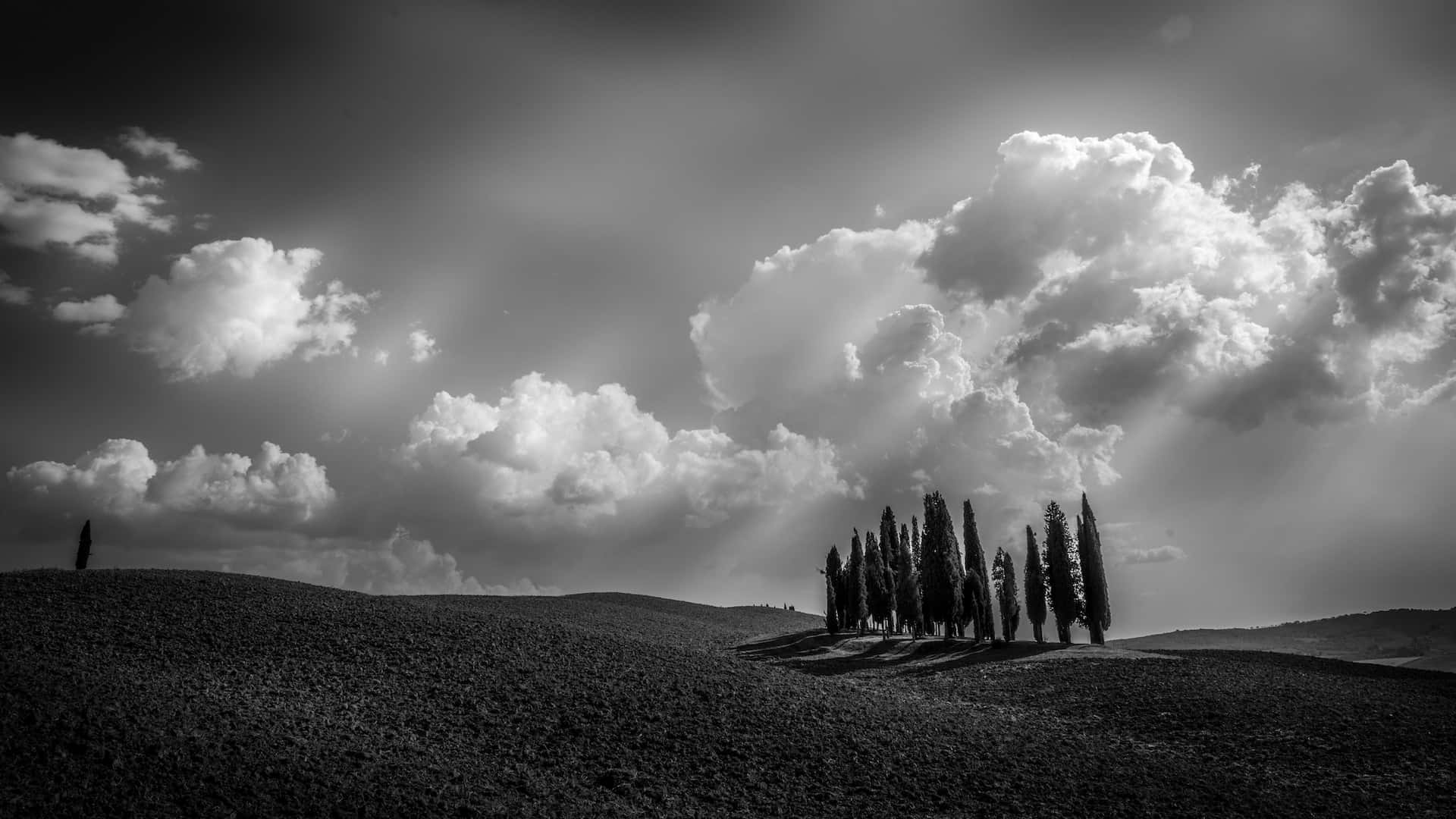 Black And White Sky 桌布 壁紙 — 戲劇性的黑白風景，起伏的丘陵上有一簇柏樹，在雲層密布的天空下形成剪影，陽光穿透雲層。
