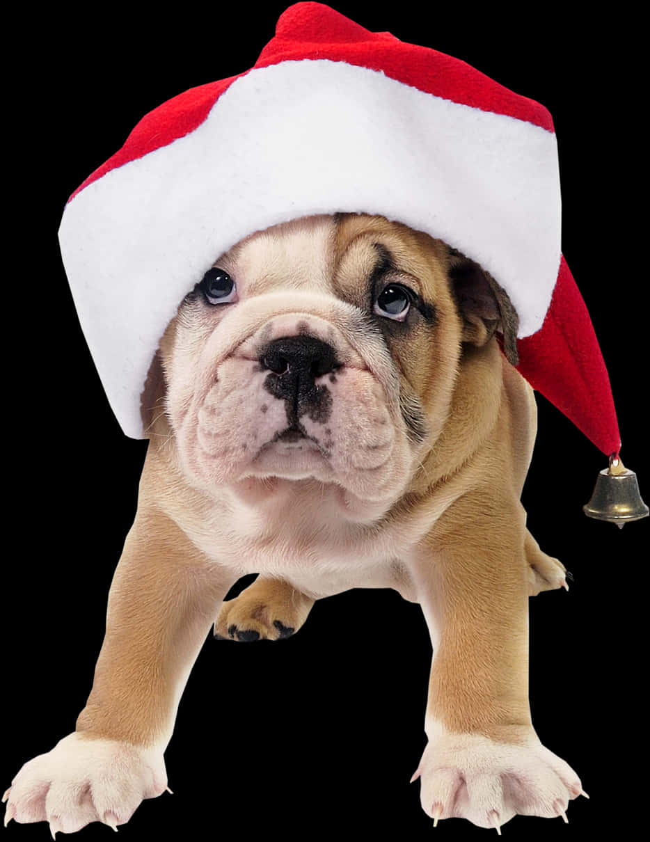 戴聖誕帽的鬥牛犬幼犬 壁紙
