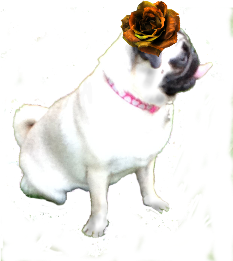 戴花帽的巴哥犬 壁紙