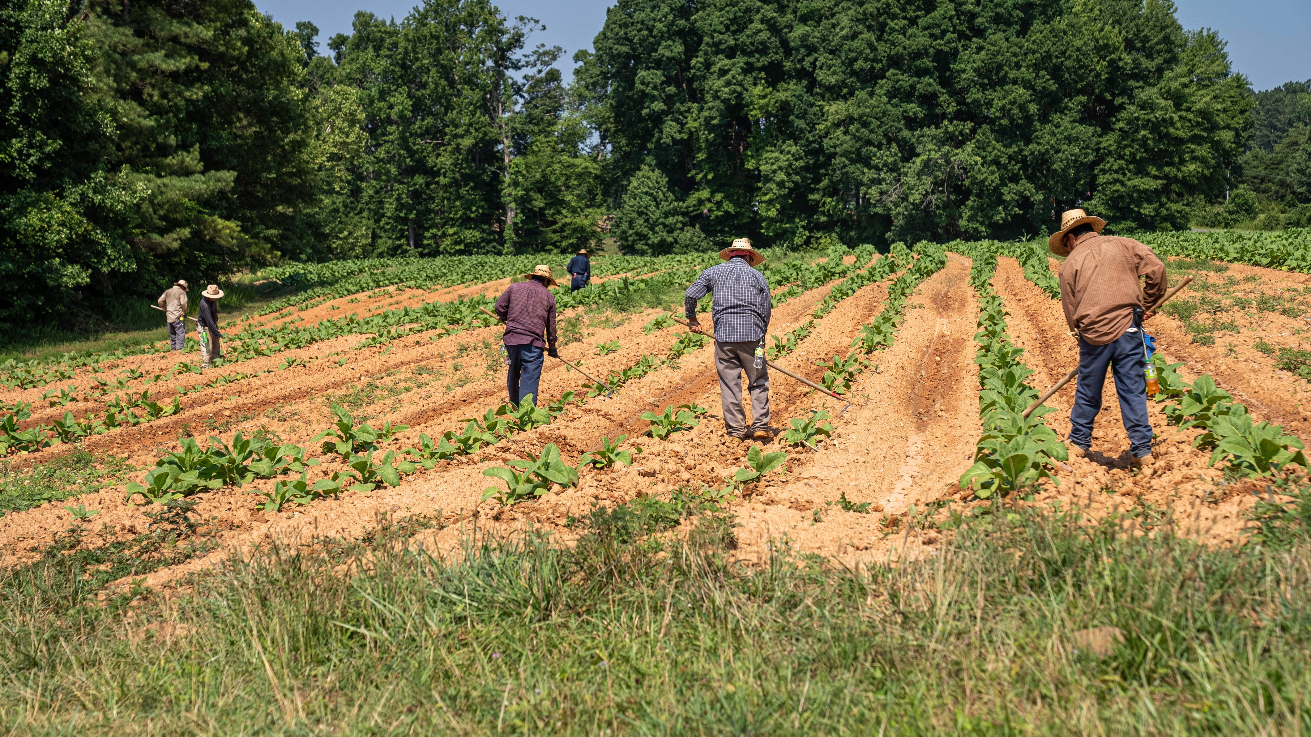 Farmer 桌布 壁紙 — 戴著寬邊帽的農民在明亮的藍天下照料一排排的年輕菸草植物。