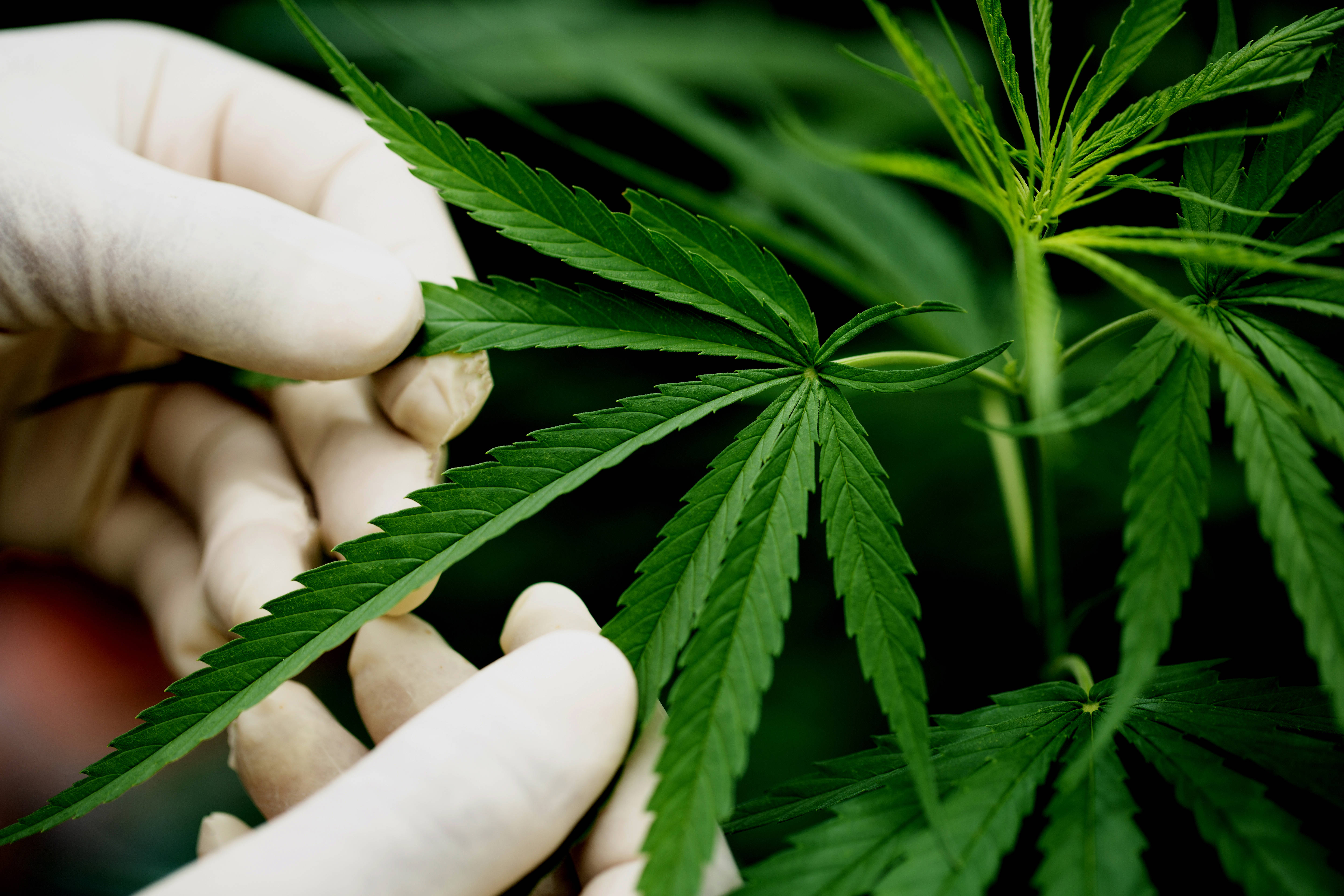 葉子 桌布 壁紙 — 戴著手套的手在模糊的自然背景下細緻地檢查一片鮮綠的大麻葉。