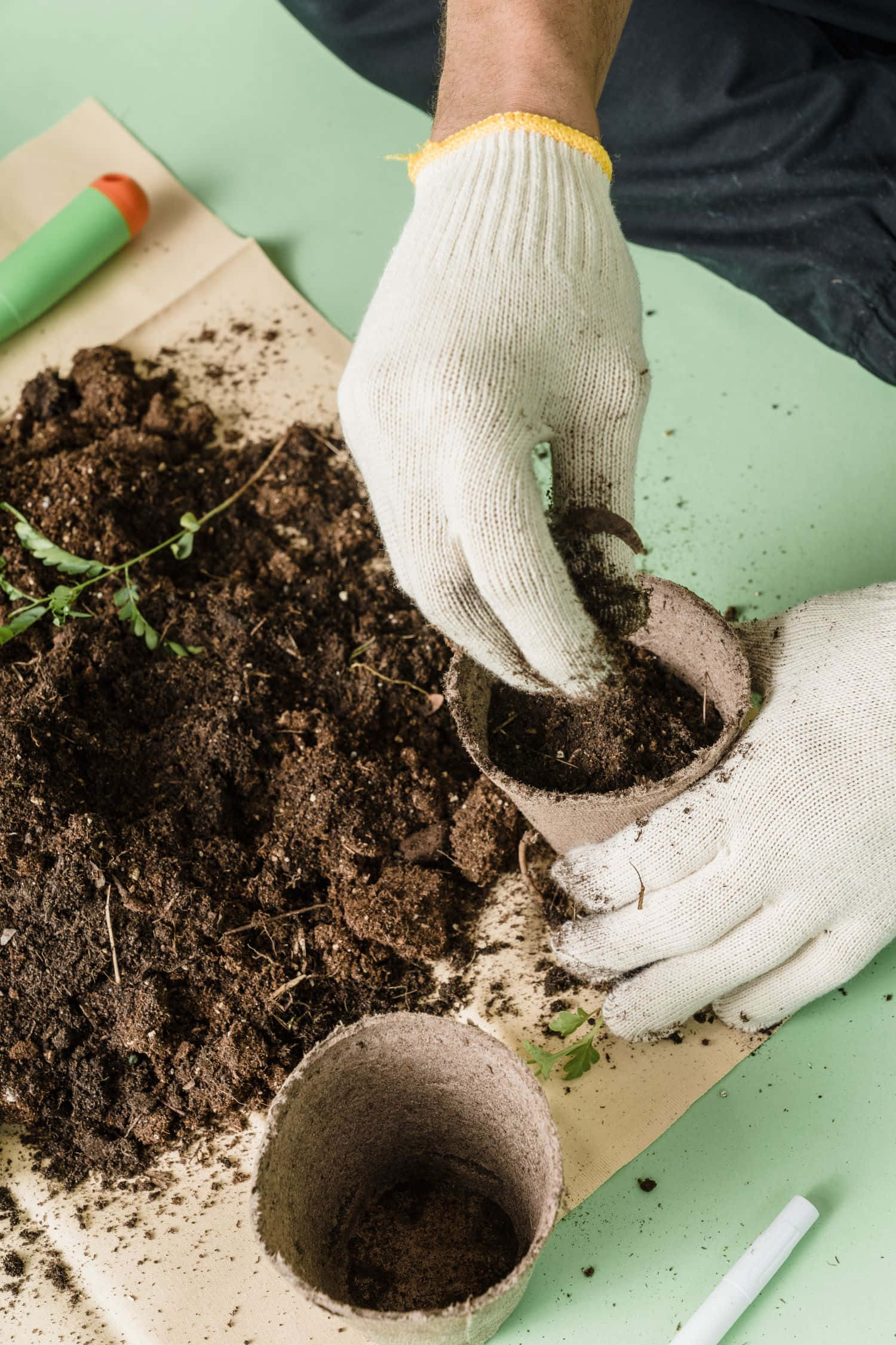 Compost 桌布 壁紙 — 戴著手套的手將細小綠色幼苗種入由肥沃土壤包圍的可生物降解花盆的特寫。