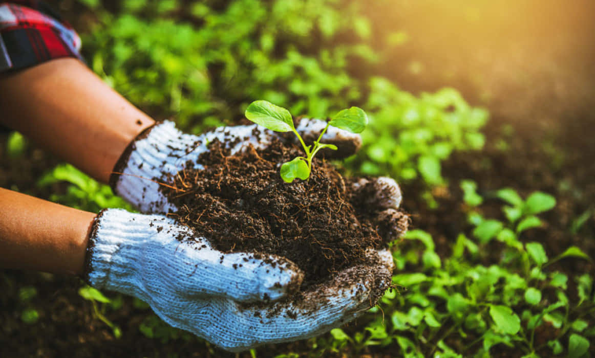 Organic Farming 桌布 壁紙 — 戴著手套的雙手，在陽光普照的花園背景下，輕輕捧著一棵帶土的小綠苗。