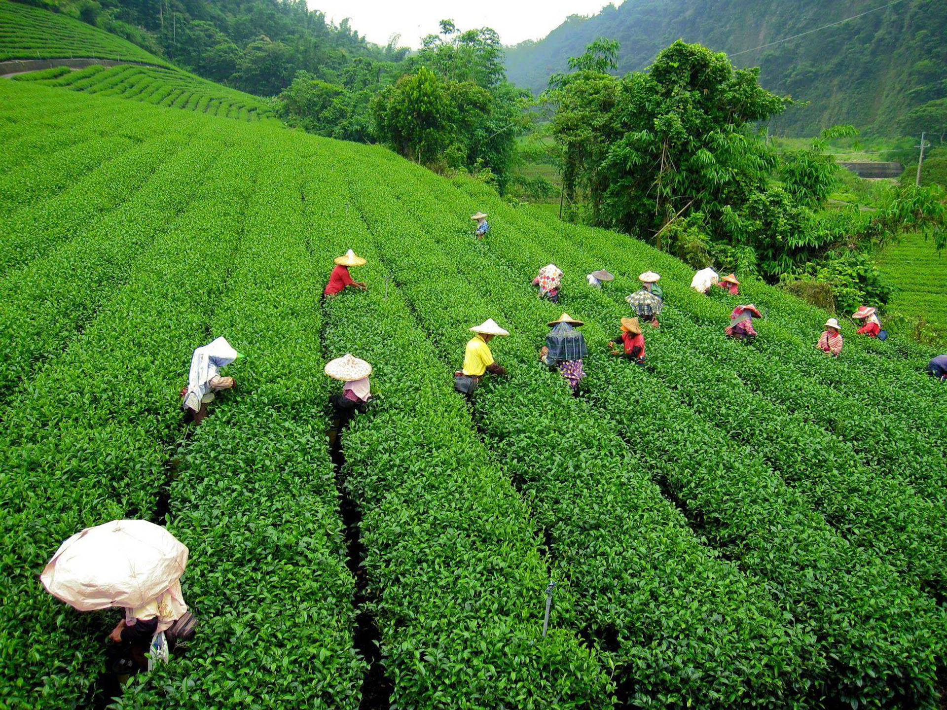 tea 桌布 壁紙 — 戴著錐形帽的工人在陰天下的翠綠梯田中採摘茶葉。
