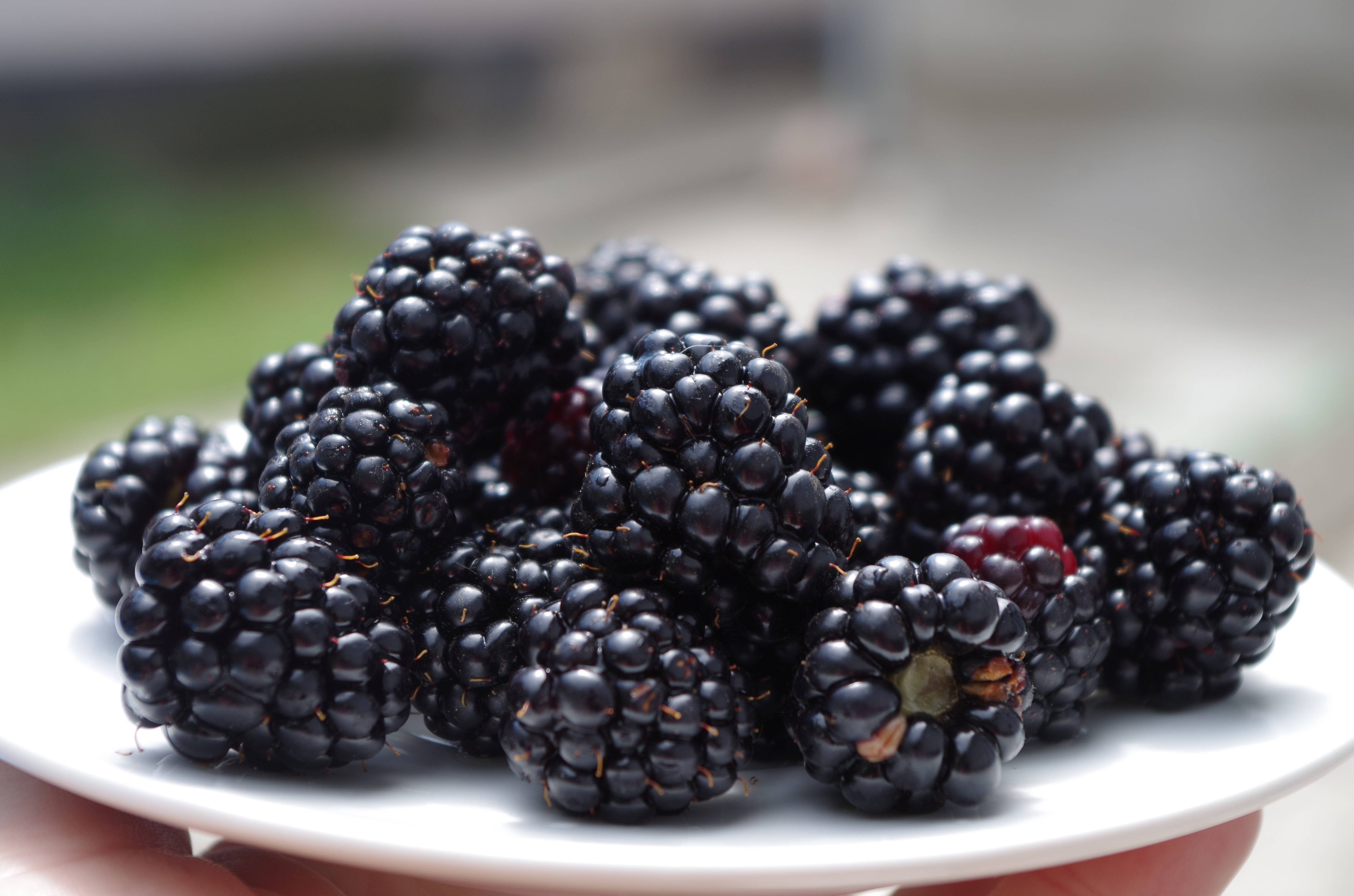 Berry 桌布 壁紙 — 手拿白色盤子上堆滿飽滿光澤的黑莓特寫。