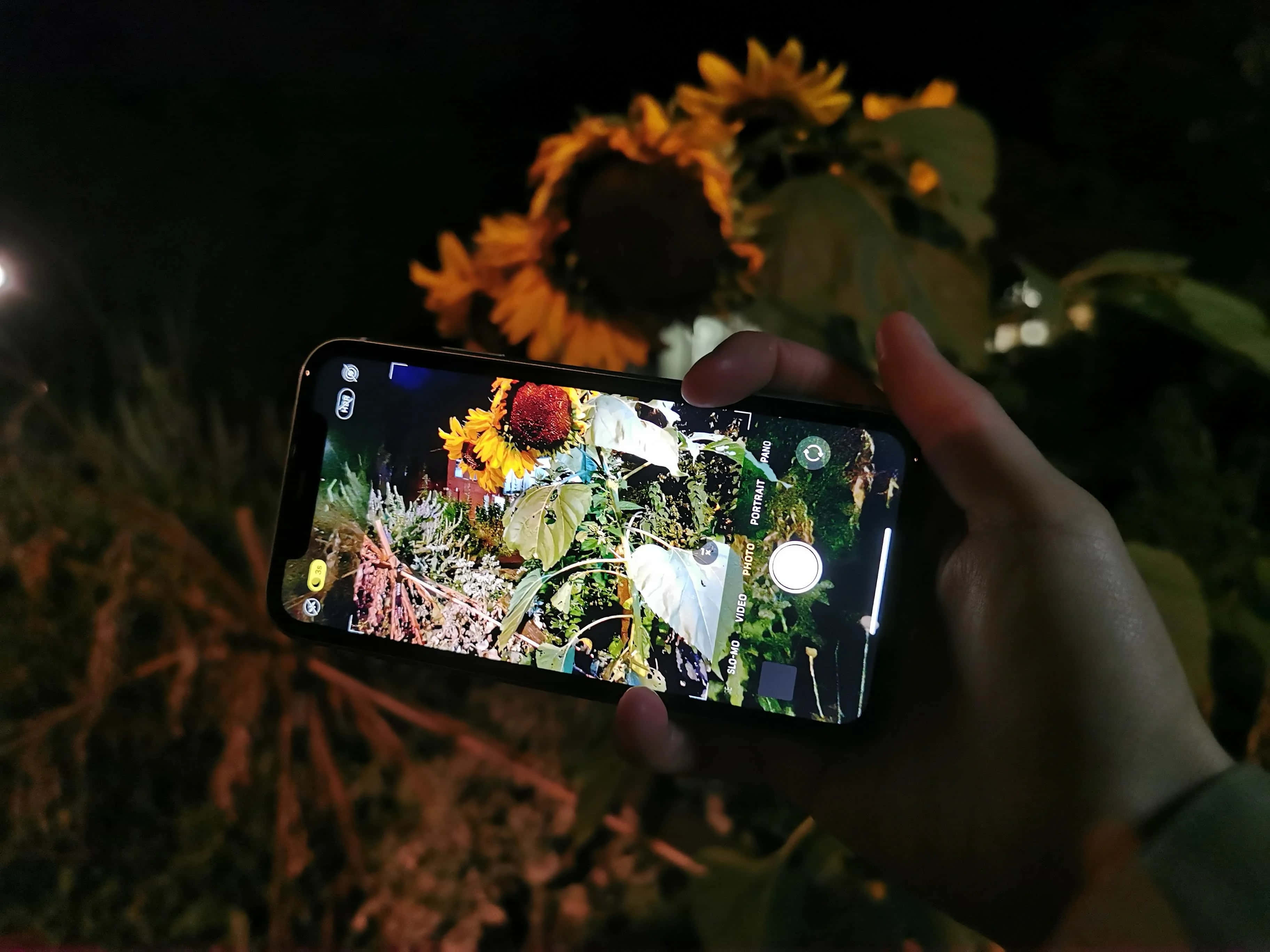 Night Mode 桌布 壁紙 — 手握住手機，在夜空下捕捉發光的向日葵，背景有柔和散景燈光。