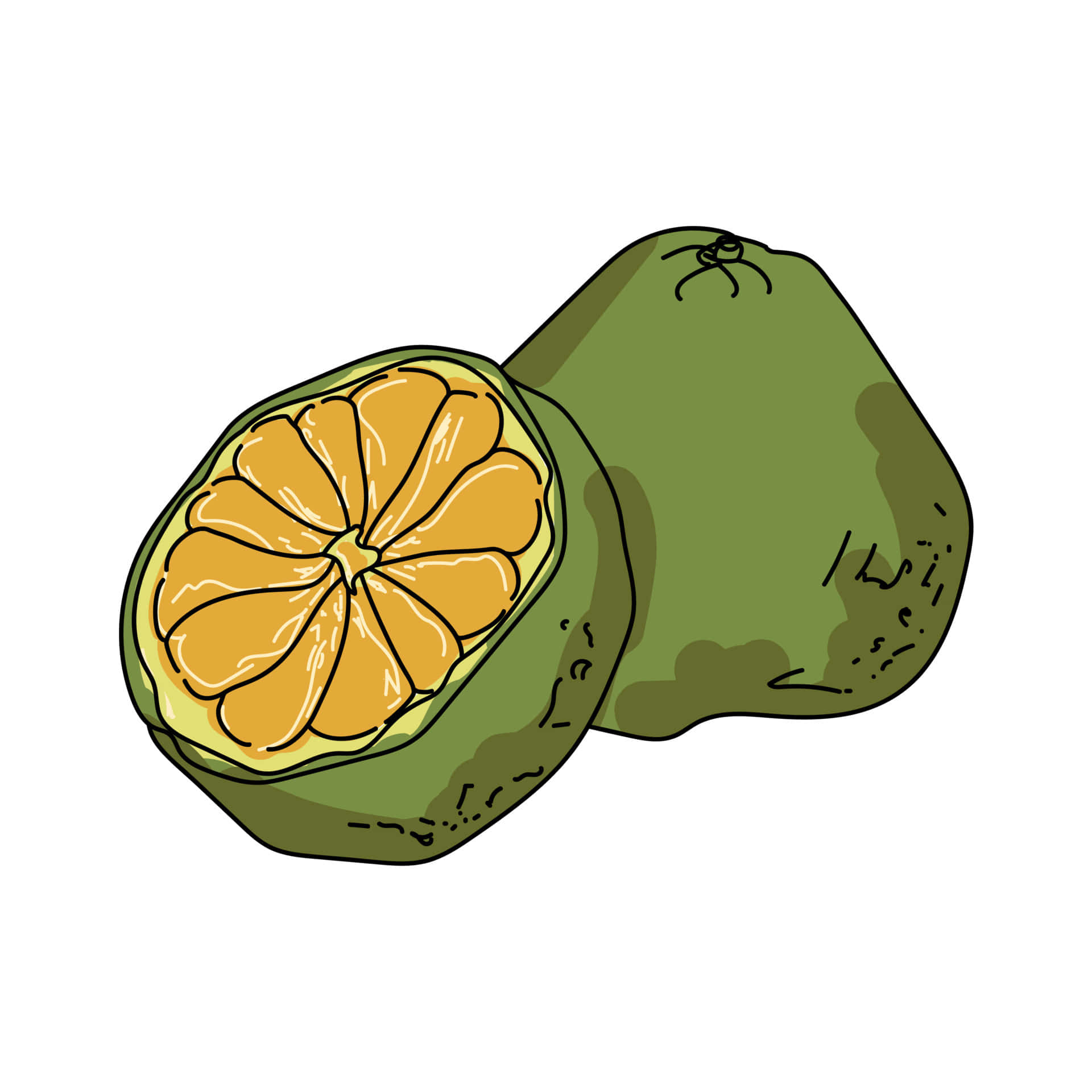 Fruits 桌布 壁紙 — 手繪插圖，描繪切開的金桔，露出鮮橙色的果肉，襯以綠色果皮。