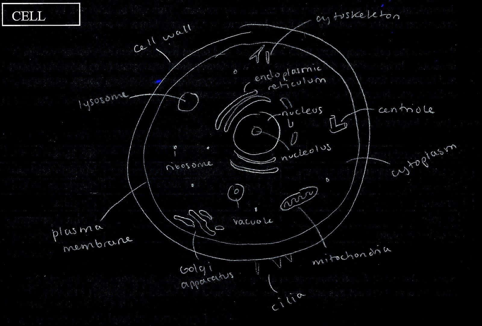 biology 桌布 壁紙 — 手繪植物細胞圖，在深色背景上標有細胞核、粒線體和細胞壁等胞器。